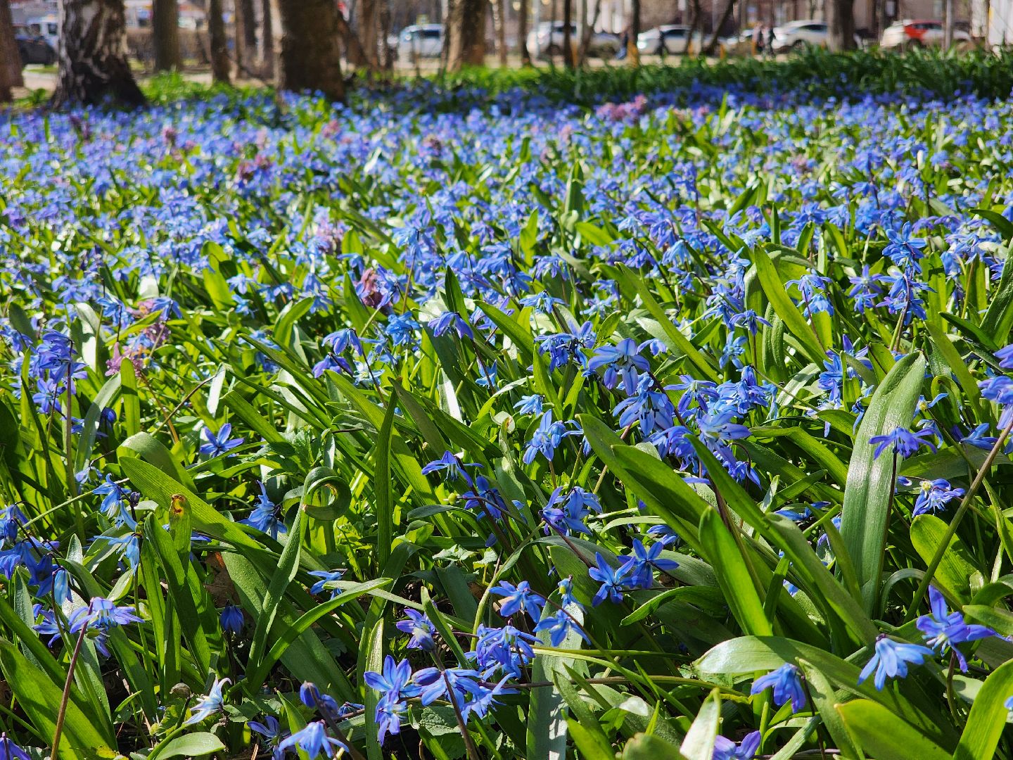 пушкино, весна в подмосковье, цветы, естественная красота города,