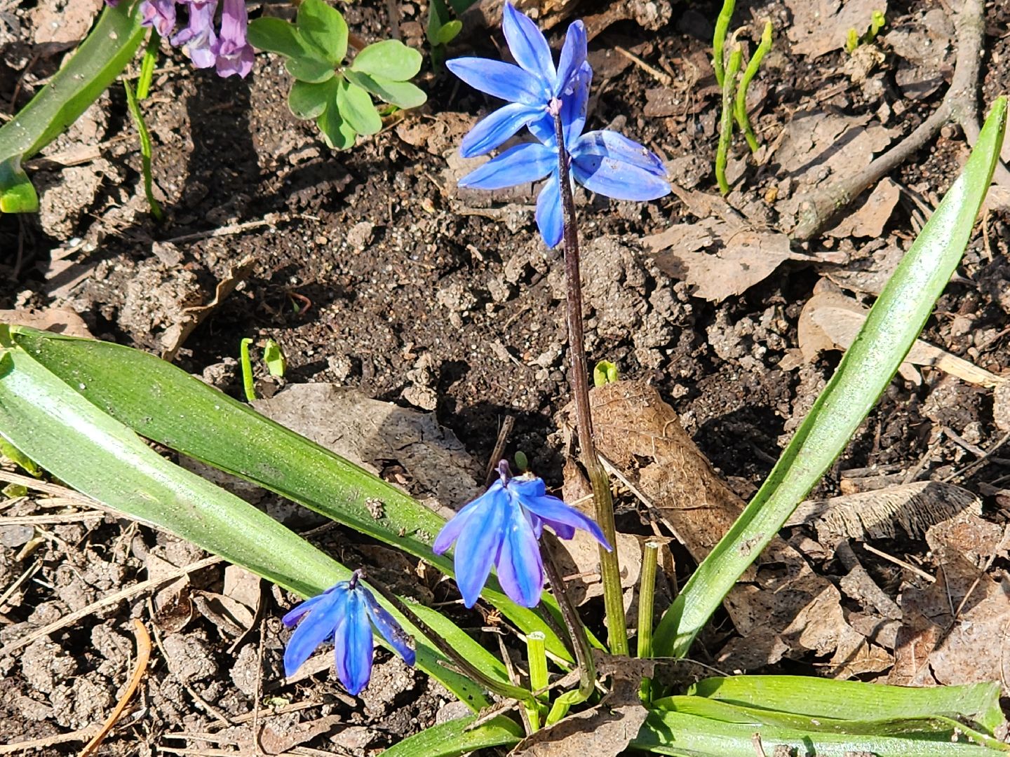 пушкино, весна в подмосковье, цветы, естественная красота города,