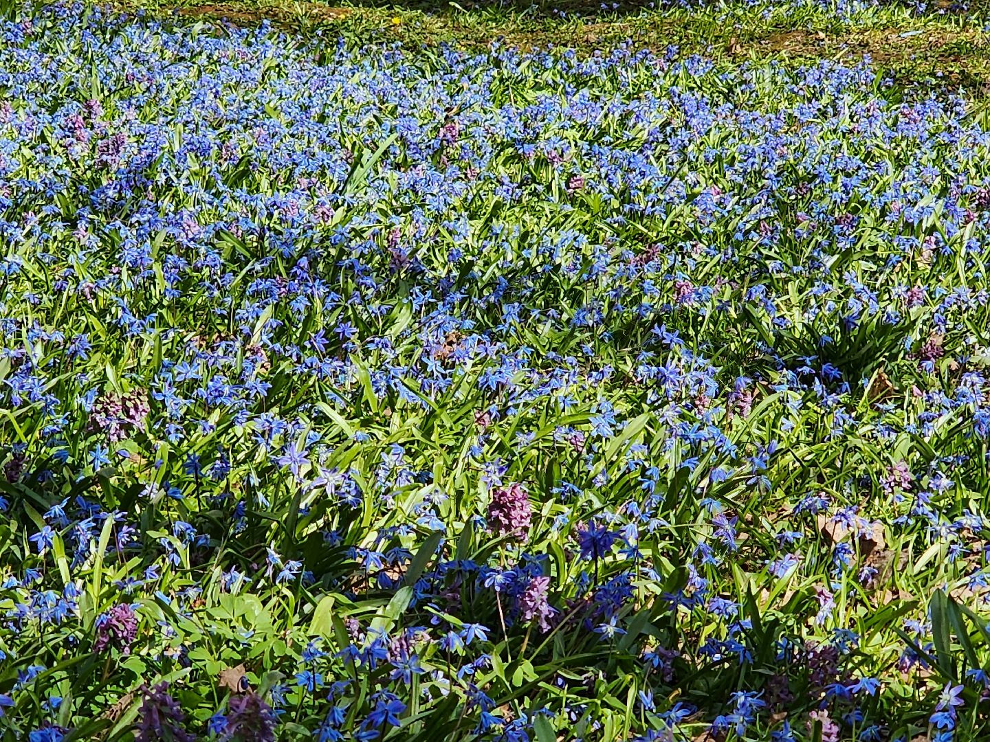 пушкино, весна в подмосковье, цветы, естественная красота города,