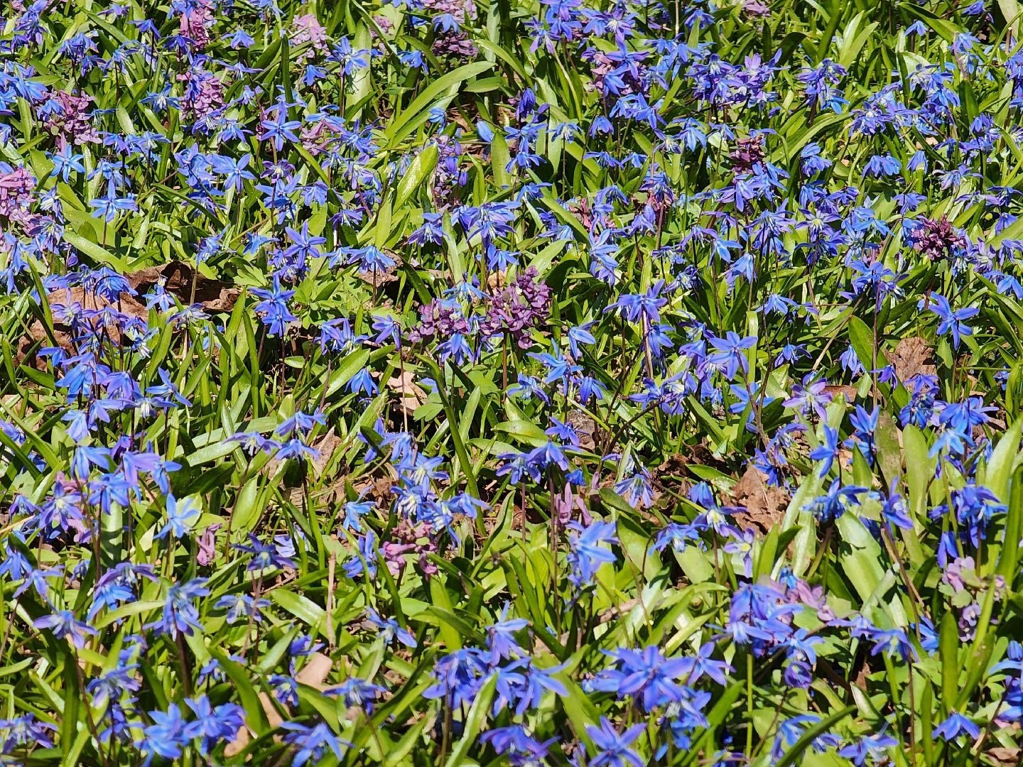 пушкино, весна в подмосковье, цветы, естественная красота города,