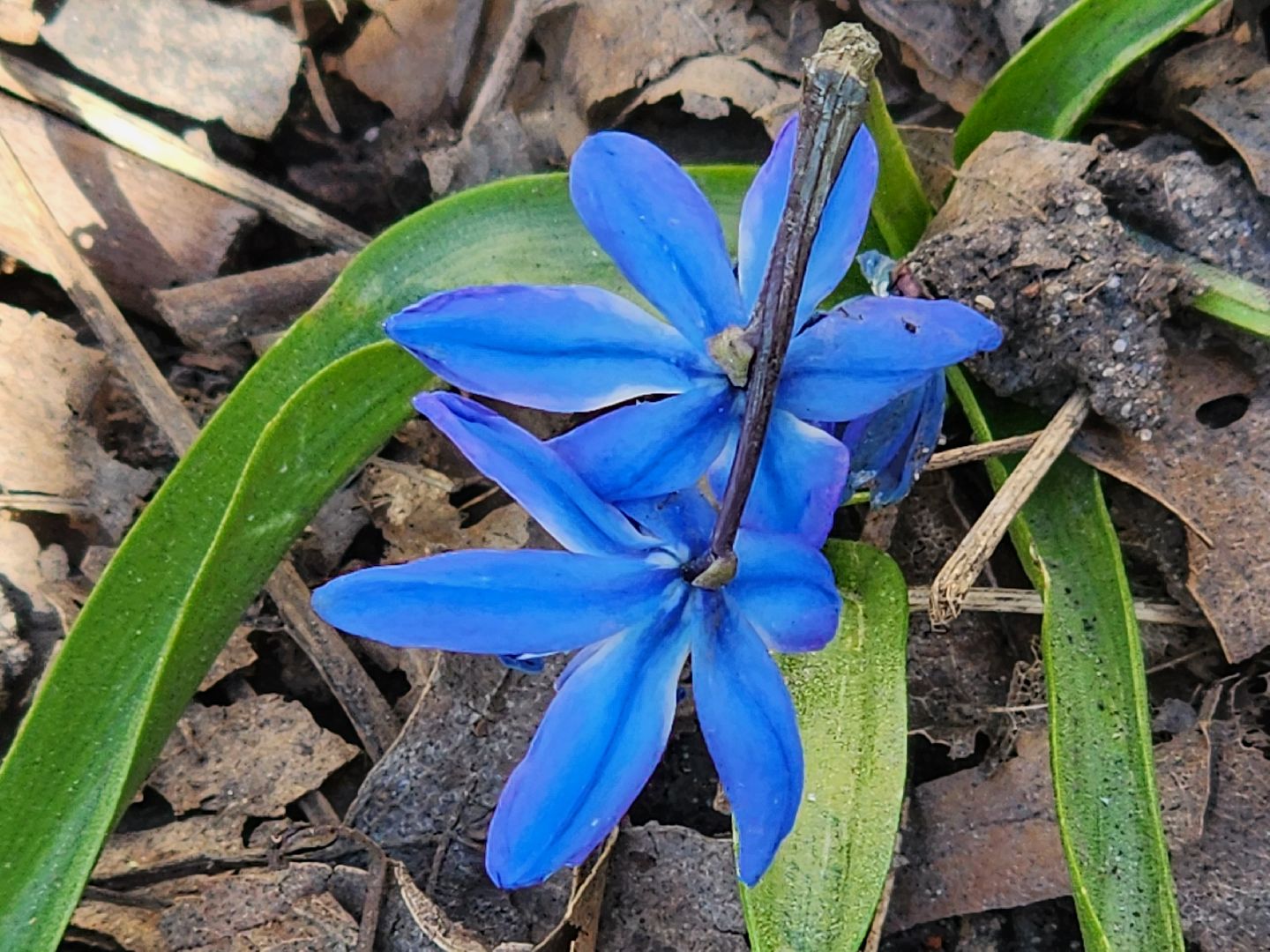 пушкино, весна в подмосковье, цветы, естественная красота города,