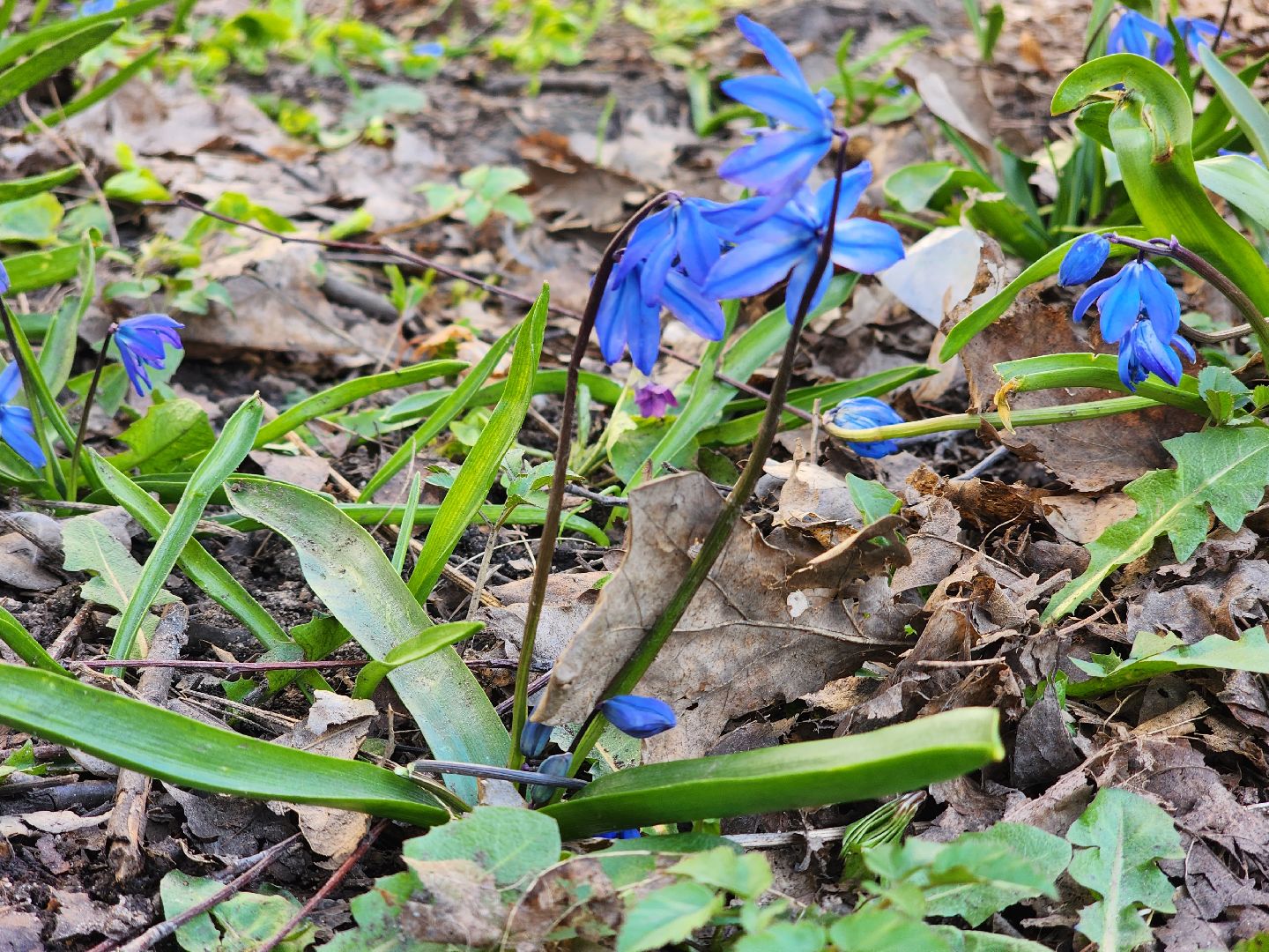 пушкино, весна в подмосковье, цветы, естественная красота города,