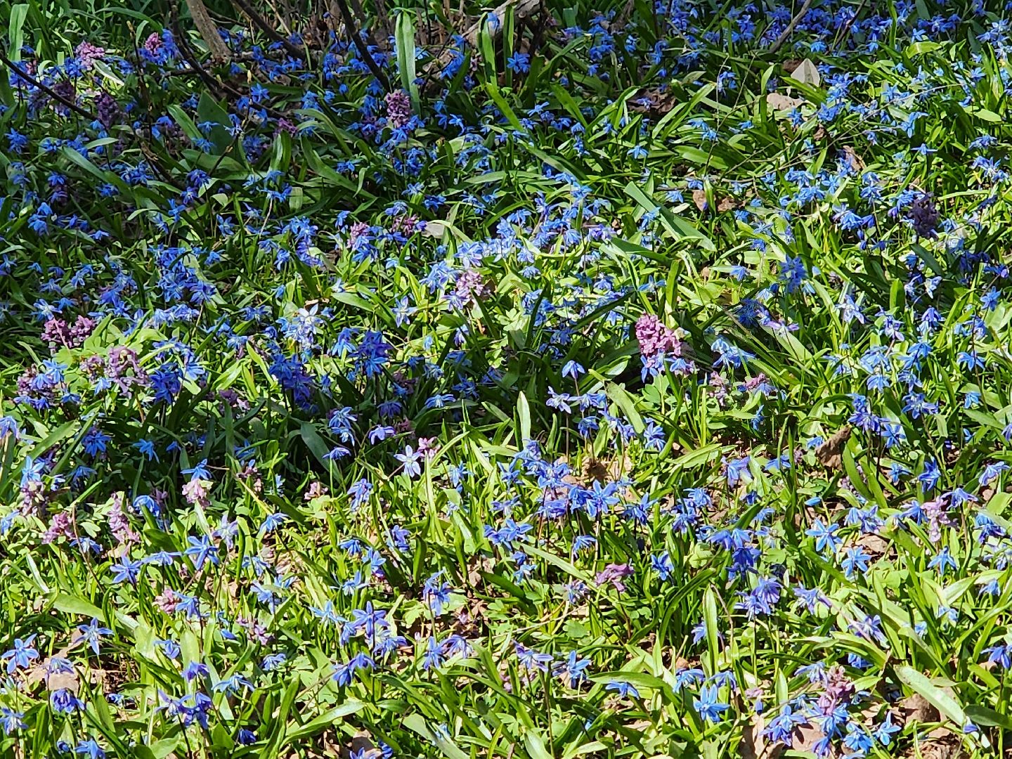 пушкино, весна в подмосковье, цветы, естественная красота города,
