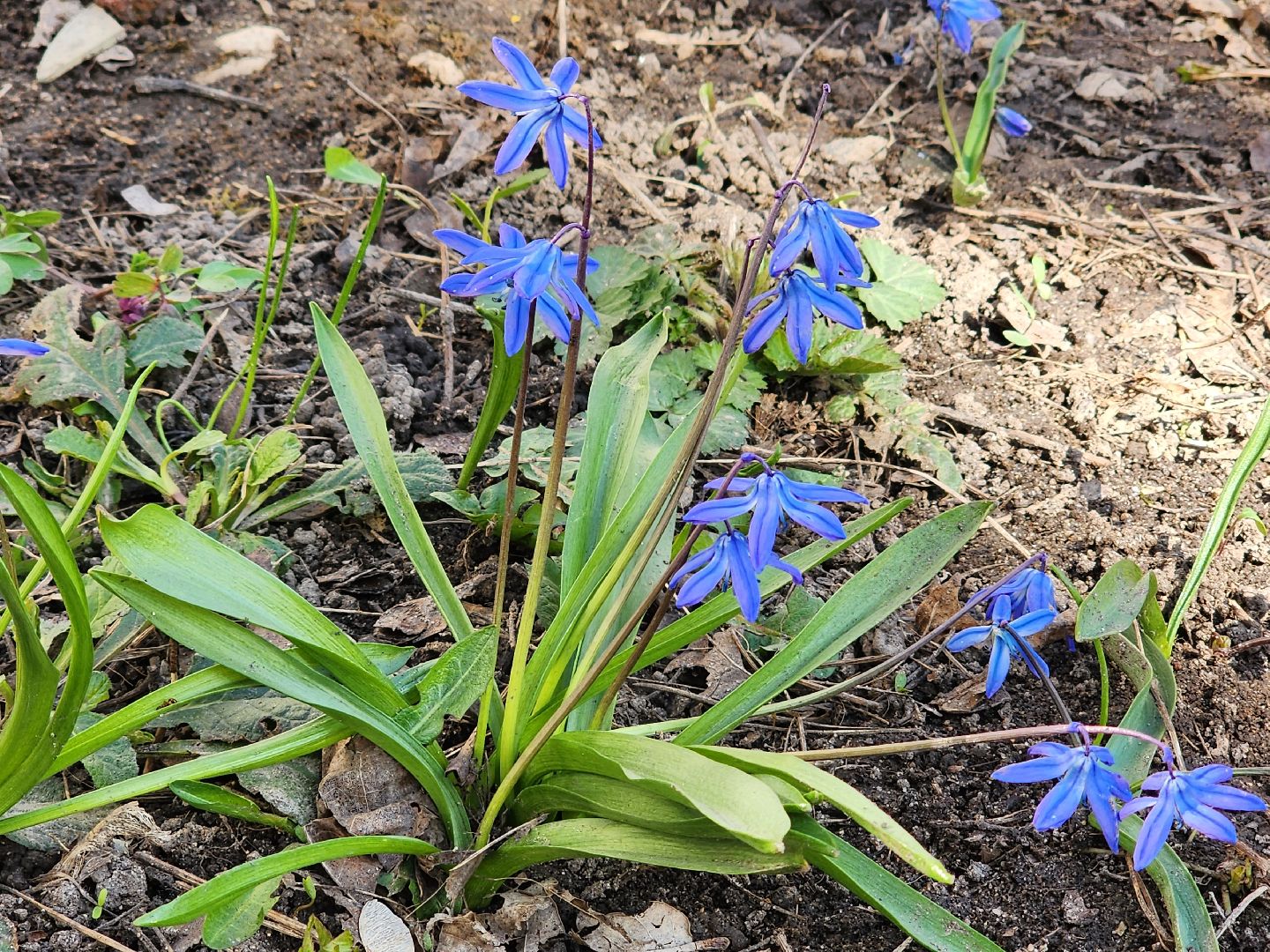 пушкино, весна в подмосковье, цветы, естественная красота города,
