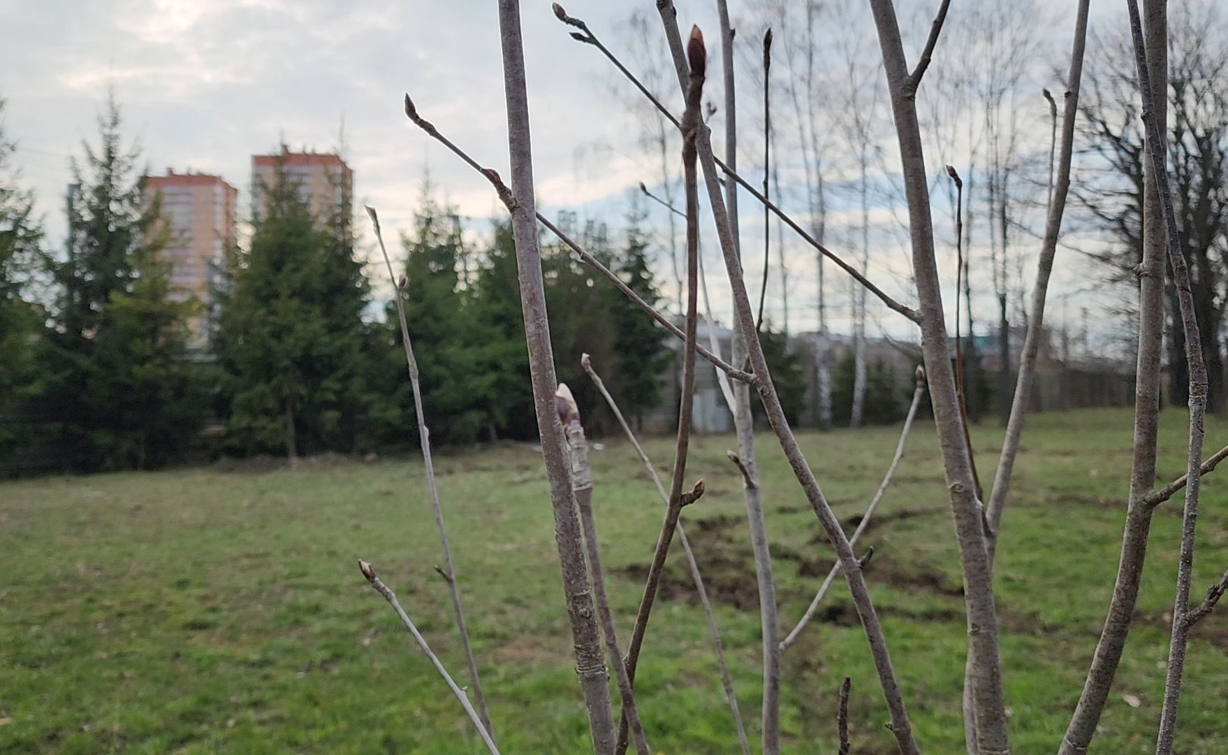 Благоустройство, Лес, Деревья, Кустарники,