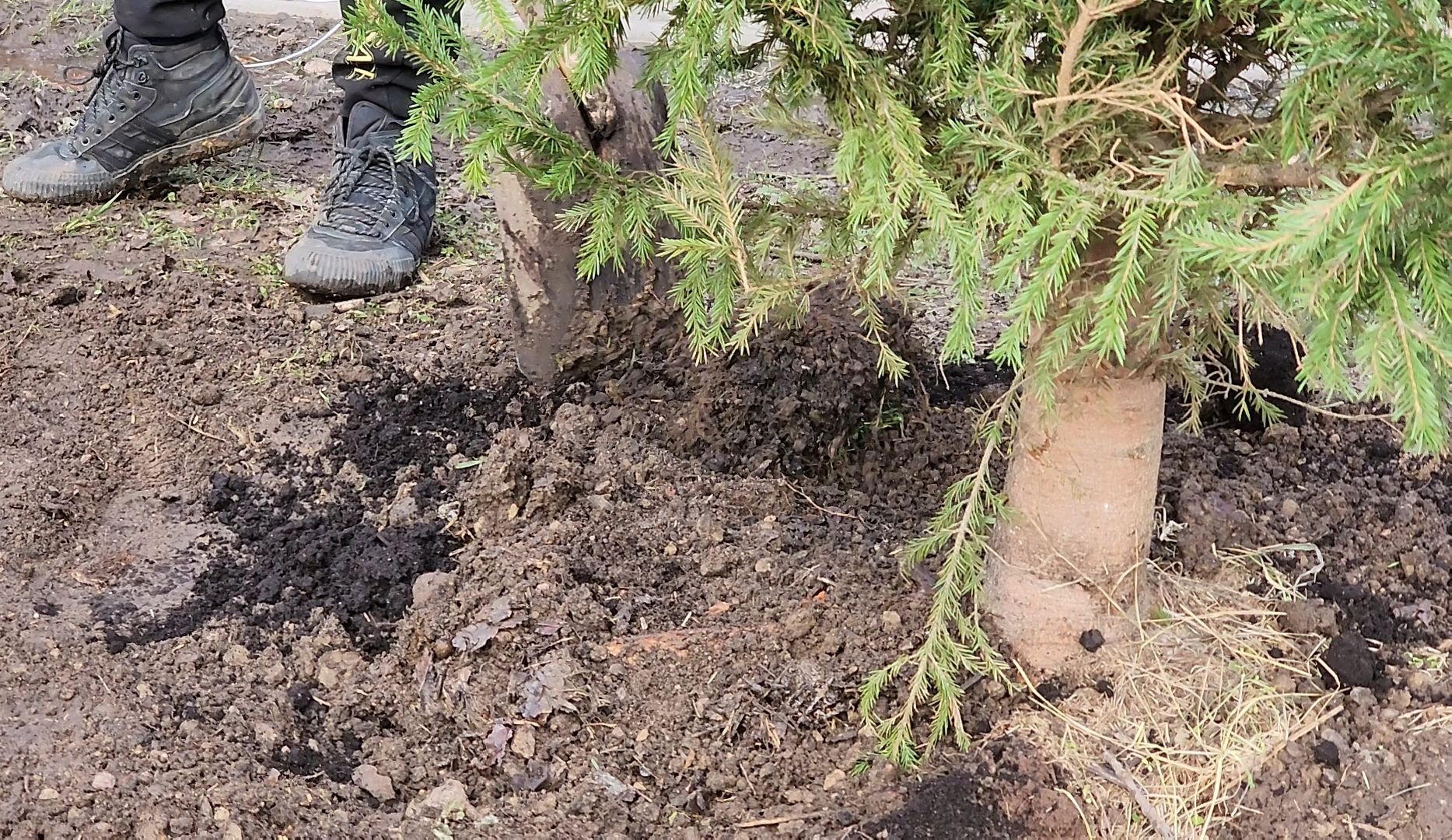 Благоустройство, Лес, Деревья, Кустарники,