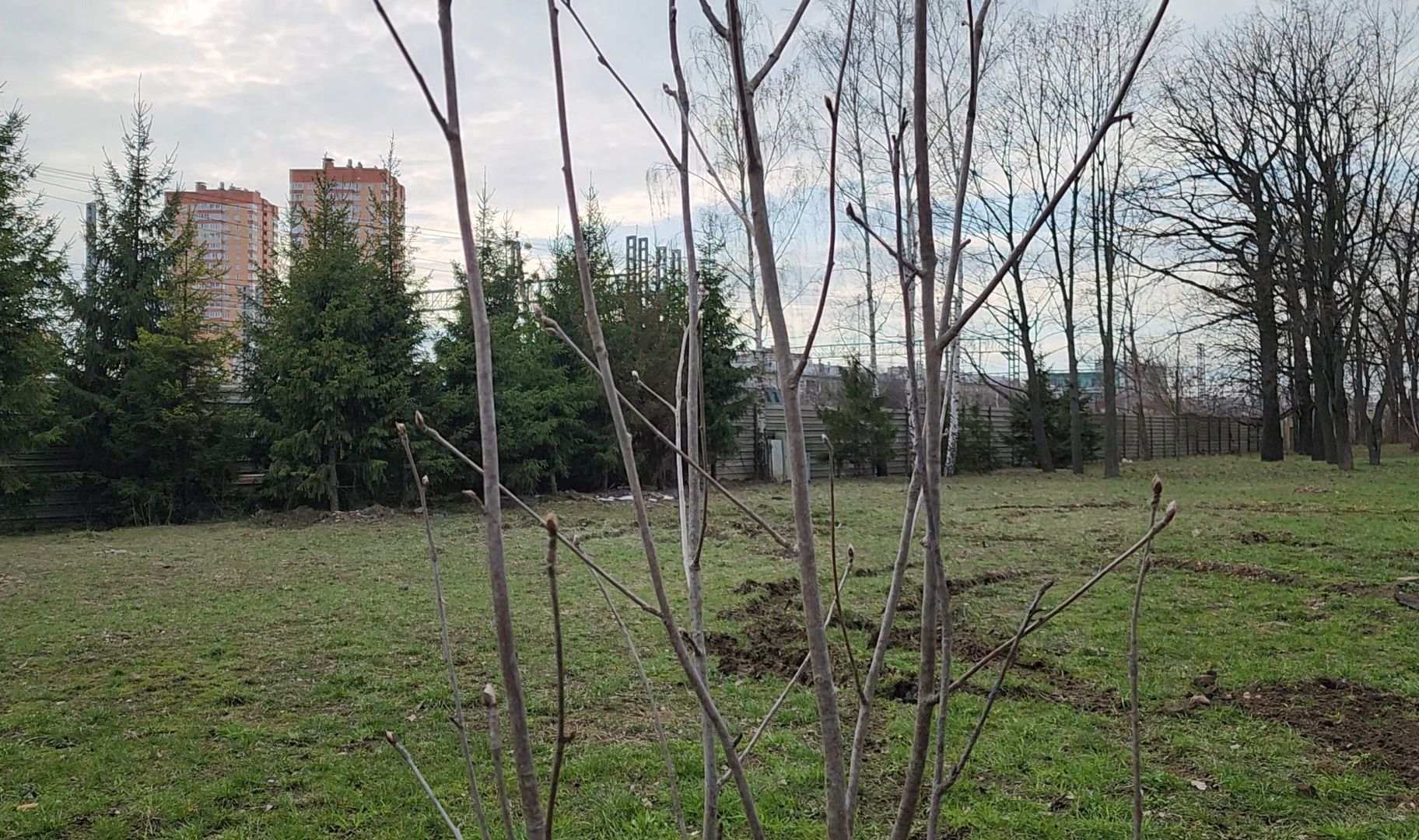 Благоустройство, Лес, Деревья, Кустарники,