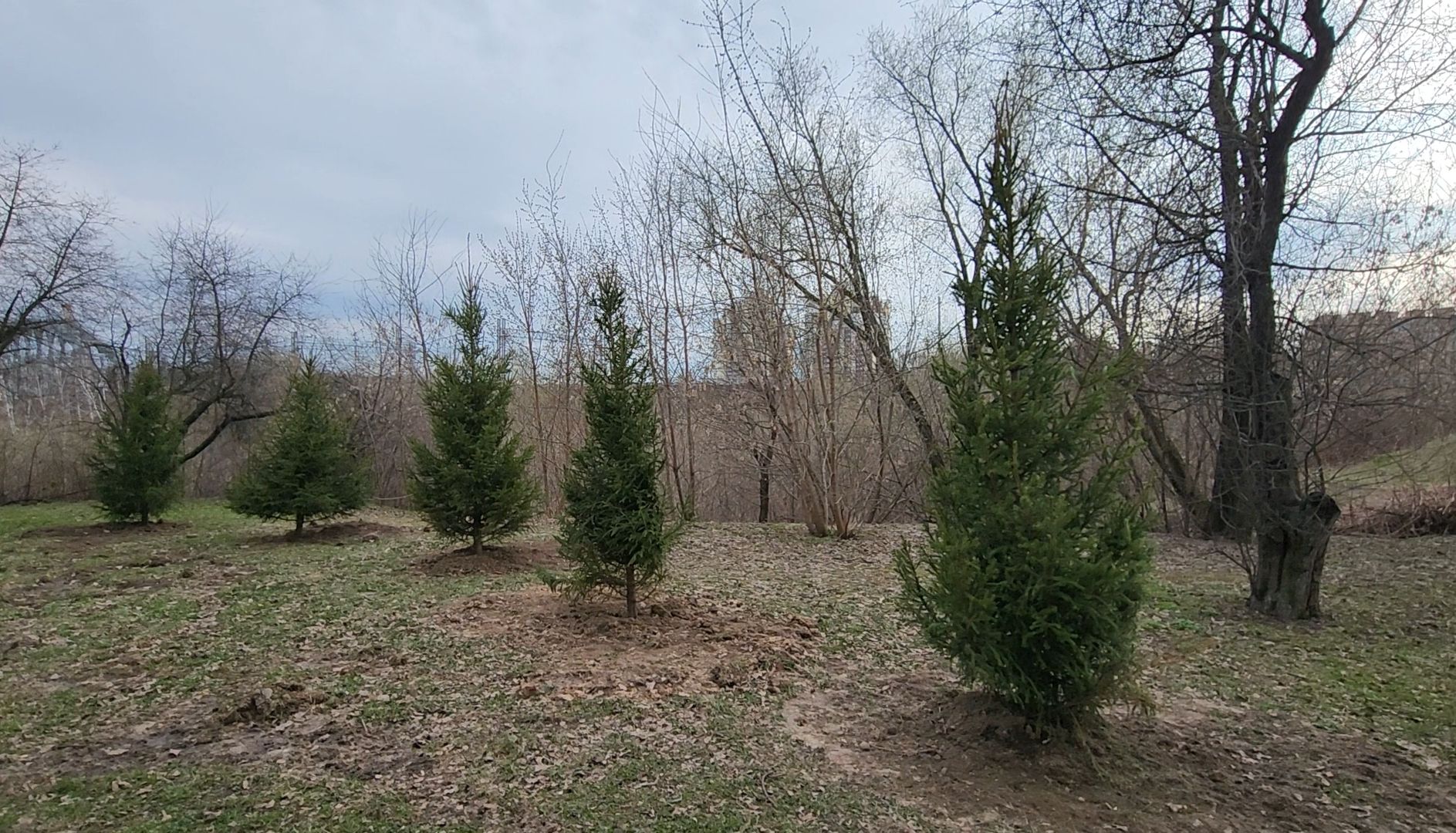 Благоустройство, Лес, Деревья, Кустарники,