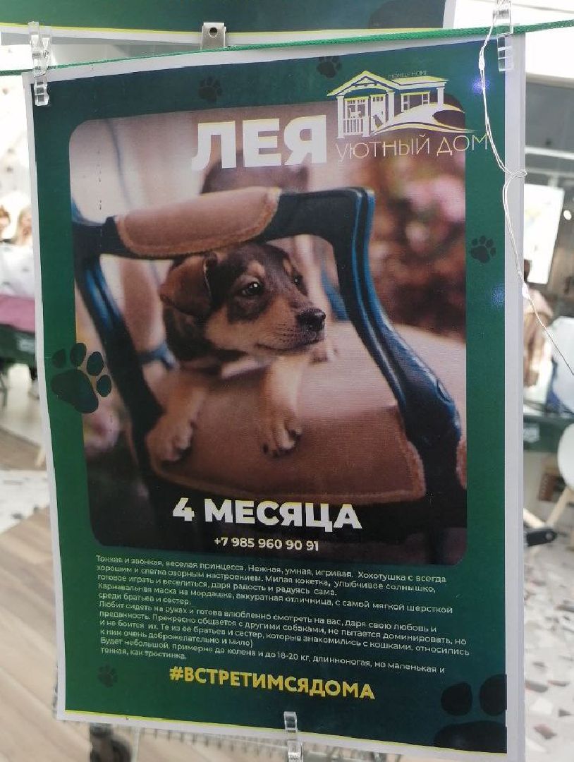 пушкино, волонтер, пушкино парк, бездомные животные, кошки, собаки,  пристройство,