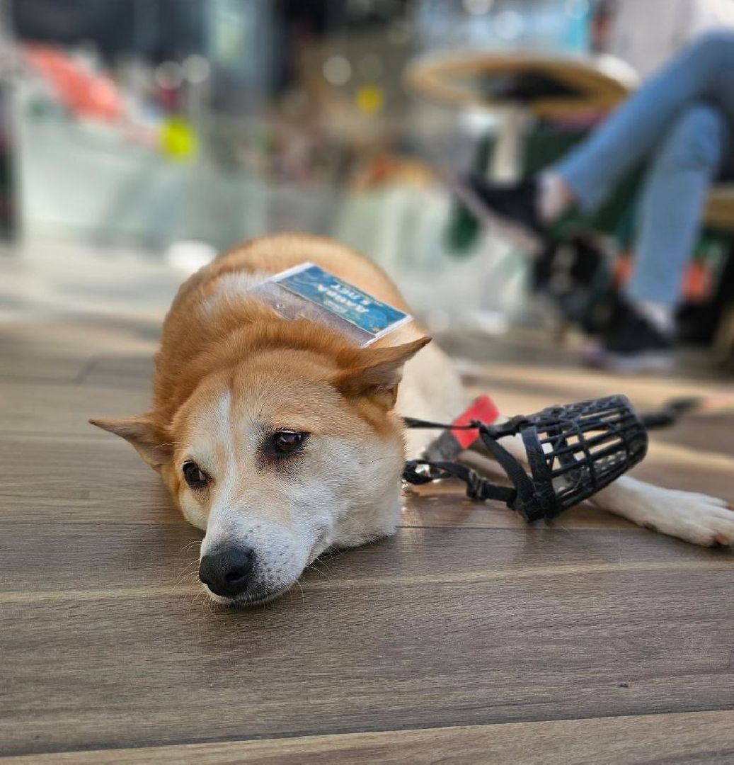 пушкино, волонтер, пушкино парк, бездомные животные, кошки, собаки,  пристройство,