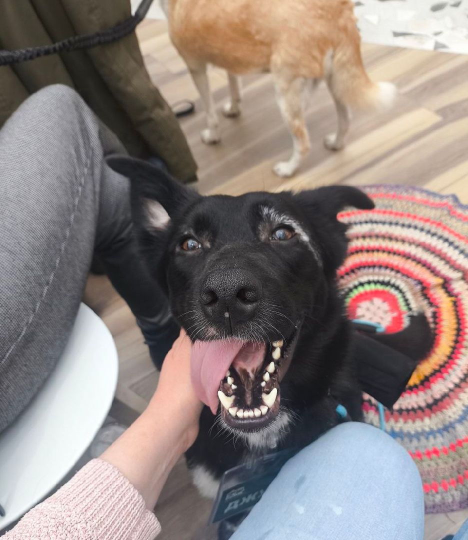 пушкино, волонтер, пушкино парк, бездомные животные, кошки, собаки,  пристройство,