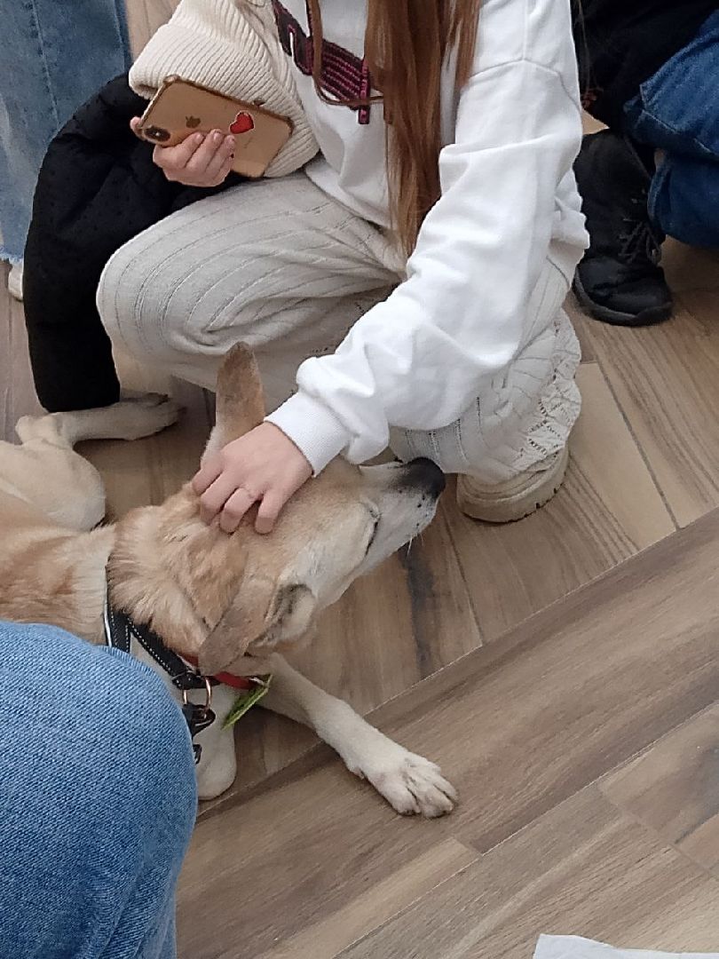 пушкино, волонтер, пушкино парк, бездомные животные, кошки, собаки,  пристройство,