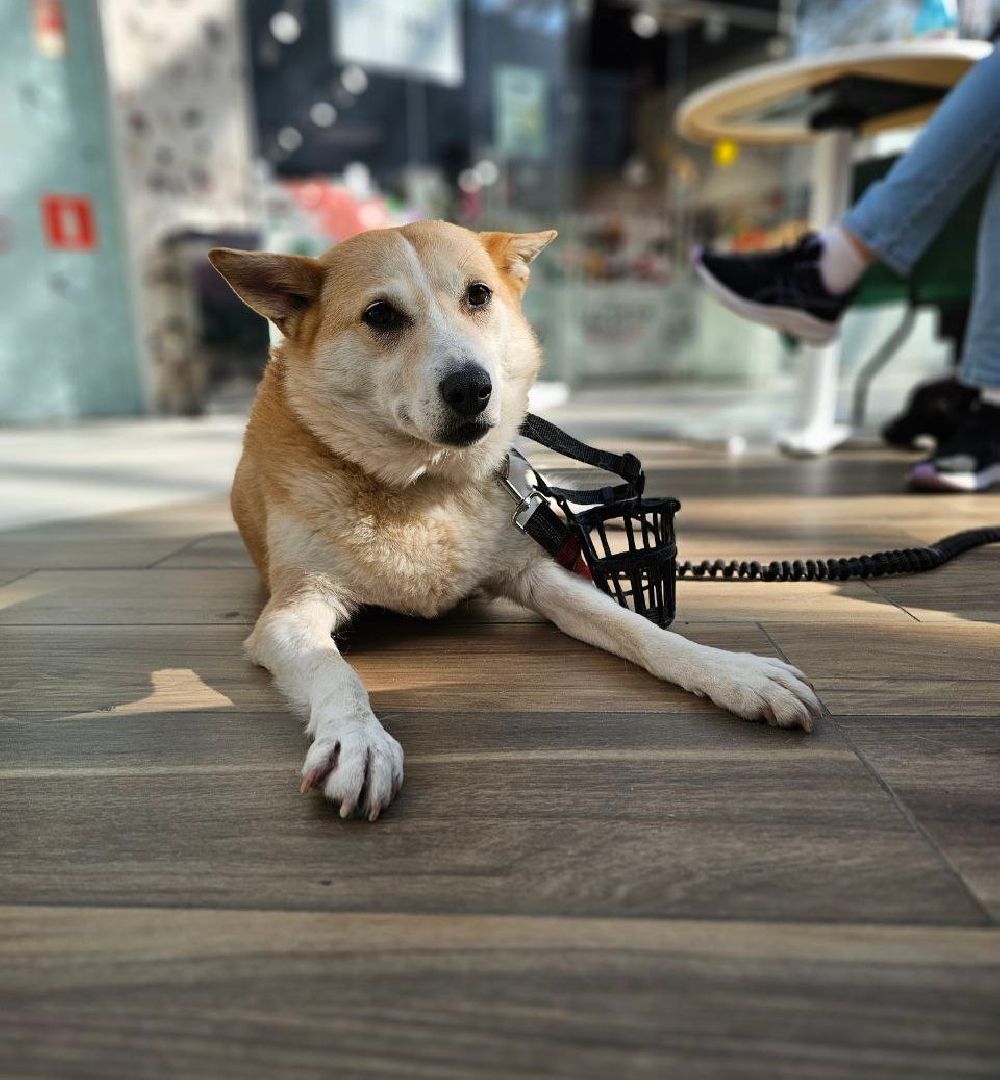 пушкино, волонтер, пушкино парк, бездомные животные, кошки, собаки,  пристройство,