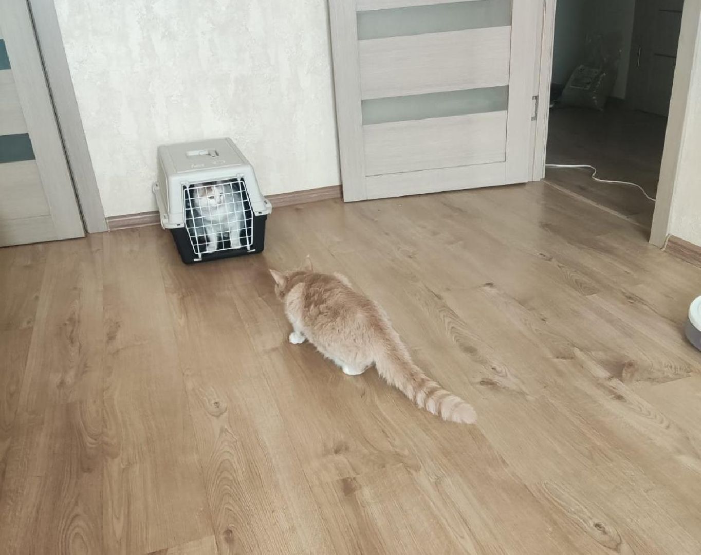 пушкино, волонтер, пушкино парк, бездомные животные, кошки, собаки,  пристройство,