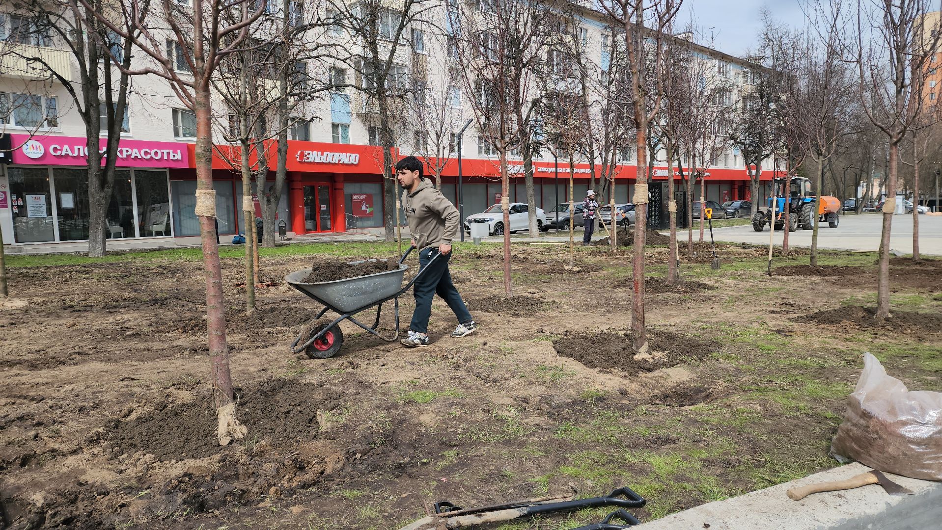 пушкино, высадка деревьев, 80 - летие победы,яблоневый сад, яблони, благоустройство, вертикалки, коммунальное предприятие,сад победы,