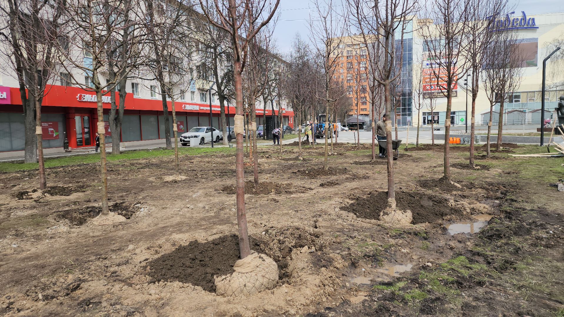 пушкино, высадка деревьев, 80 - летие победы,яблоневый сад, яблони, благоустройство, вертикалки, коммунальное предприятие,сад победы,
