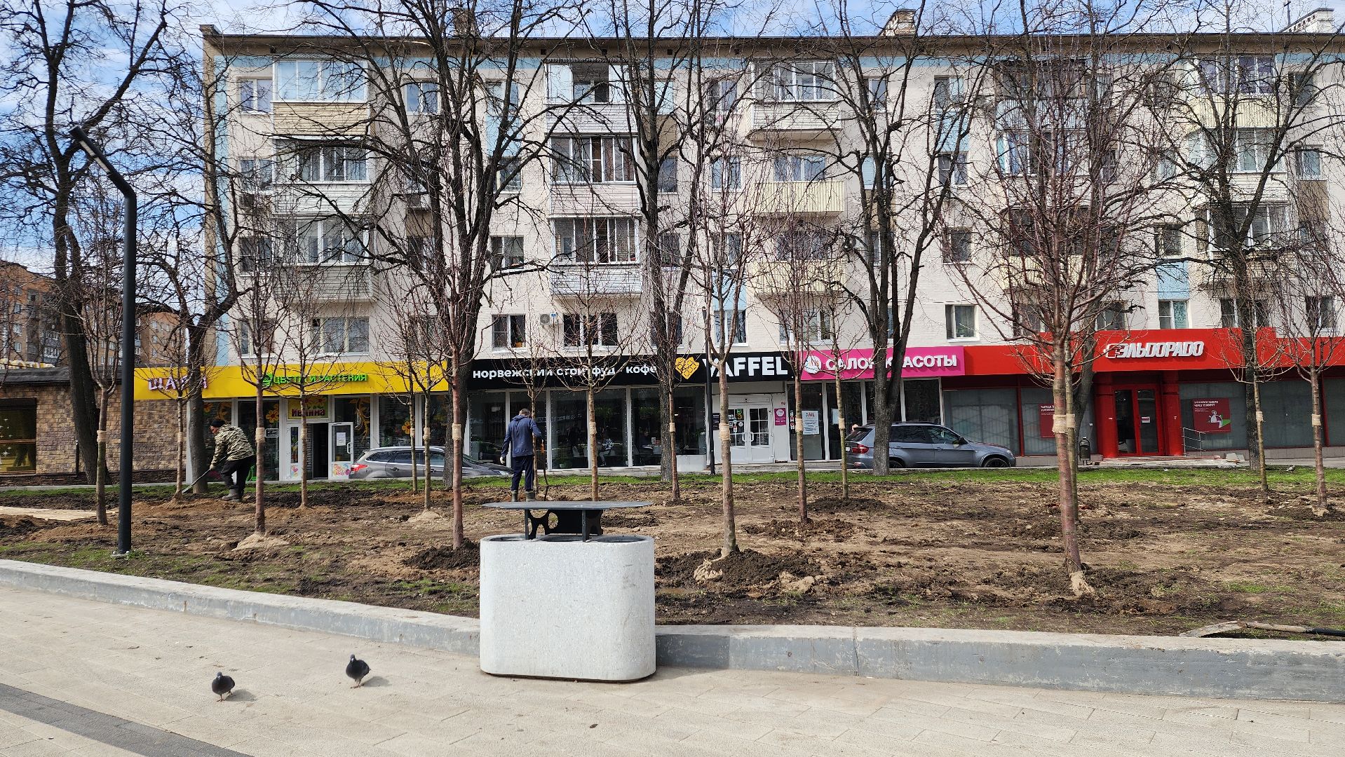 пушкино, высадка деревьев, 80 - летие победы,яблоневый сад, яблони, благоустройство, вертикалки, коммунальное предприятие,сад победы,