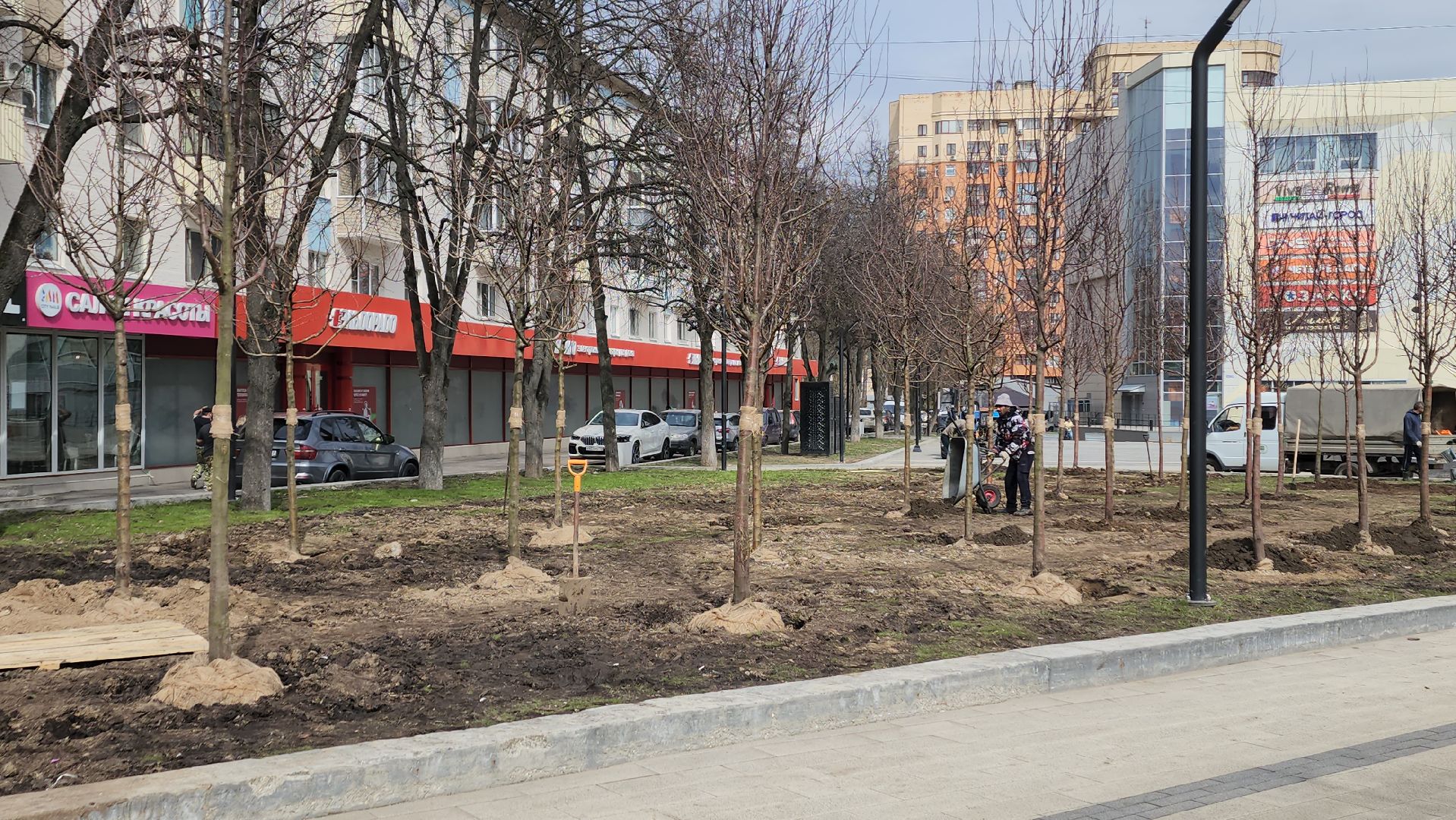 пушкино, высадка деревьев, 80 - летие победы,яблоневый сад, яблони, благоустройство, вертикалки, коммунальное предприятие,сад победы,