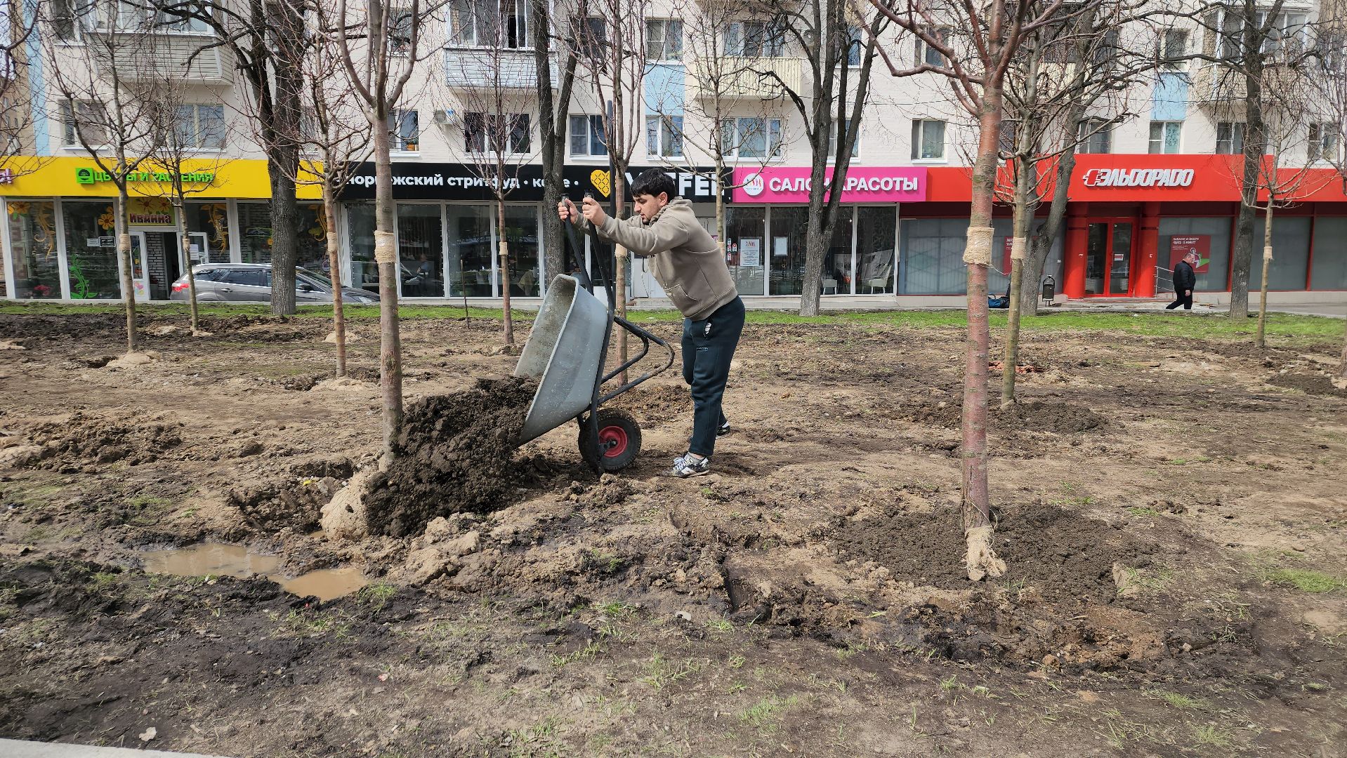 пушкино, высадка деревьев, 80 - летие победы,яблоневый сад, яблони, благоустройство, вертикалки, коммунальное предприятие,сад победы,