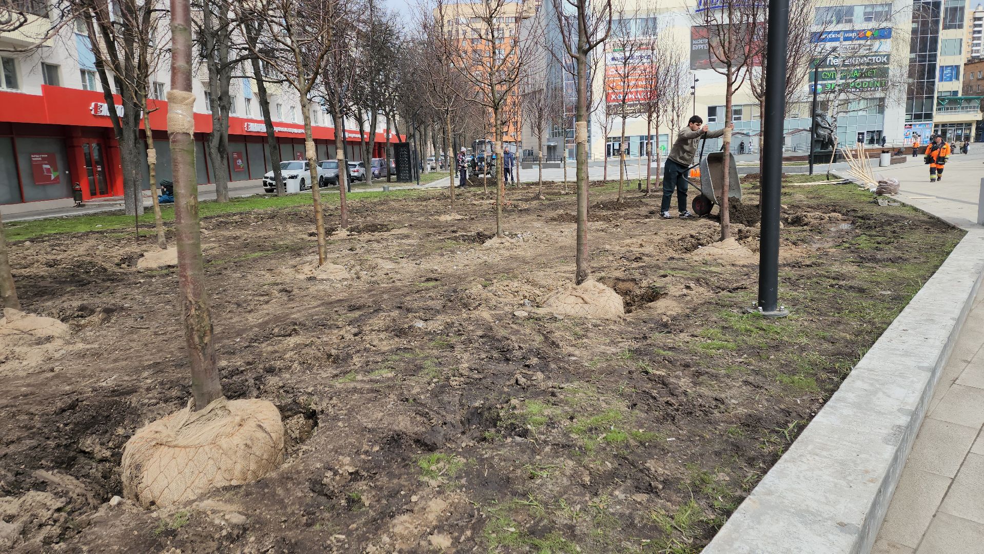 пушкино, высадка деревьев, 80 - летие победы,яблоневый сад, яблони, благоустройство, вертикалки, коммунальное предприятие,сад победы,