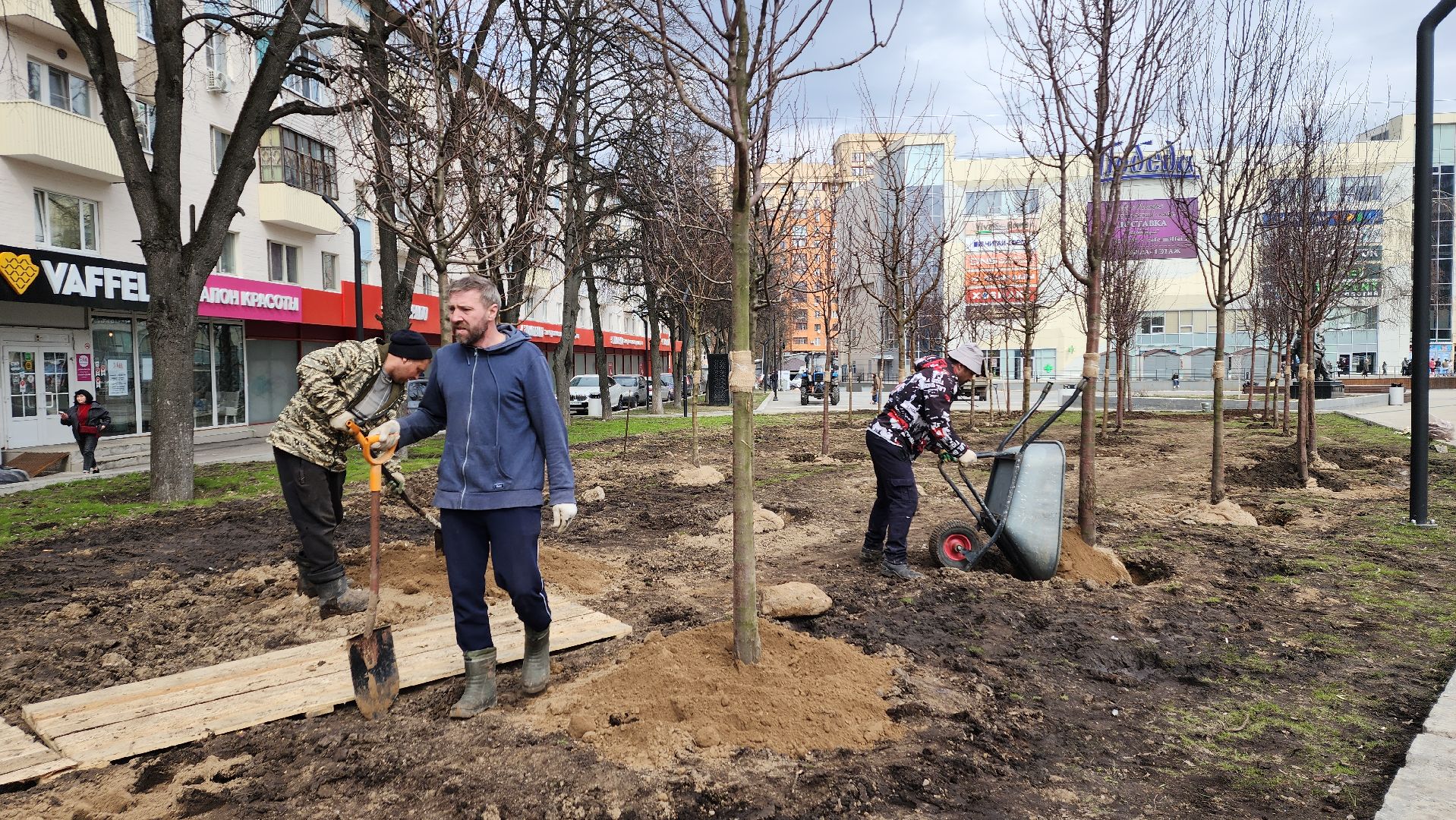 пушкино, высадка деревьев, 80 - летие победы,яблоневый сад, яблони, благоустройство, вертикалки, коммунальное предприятие,сад победы,