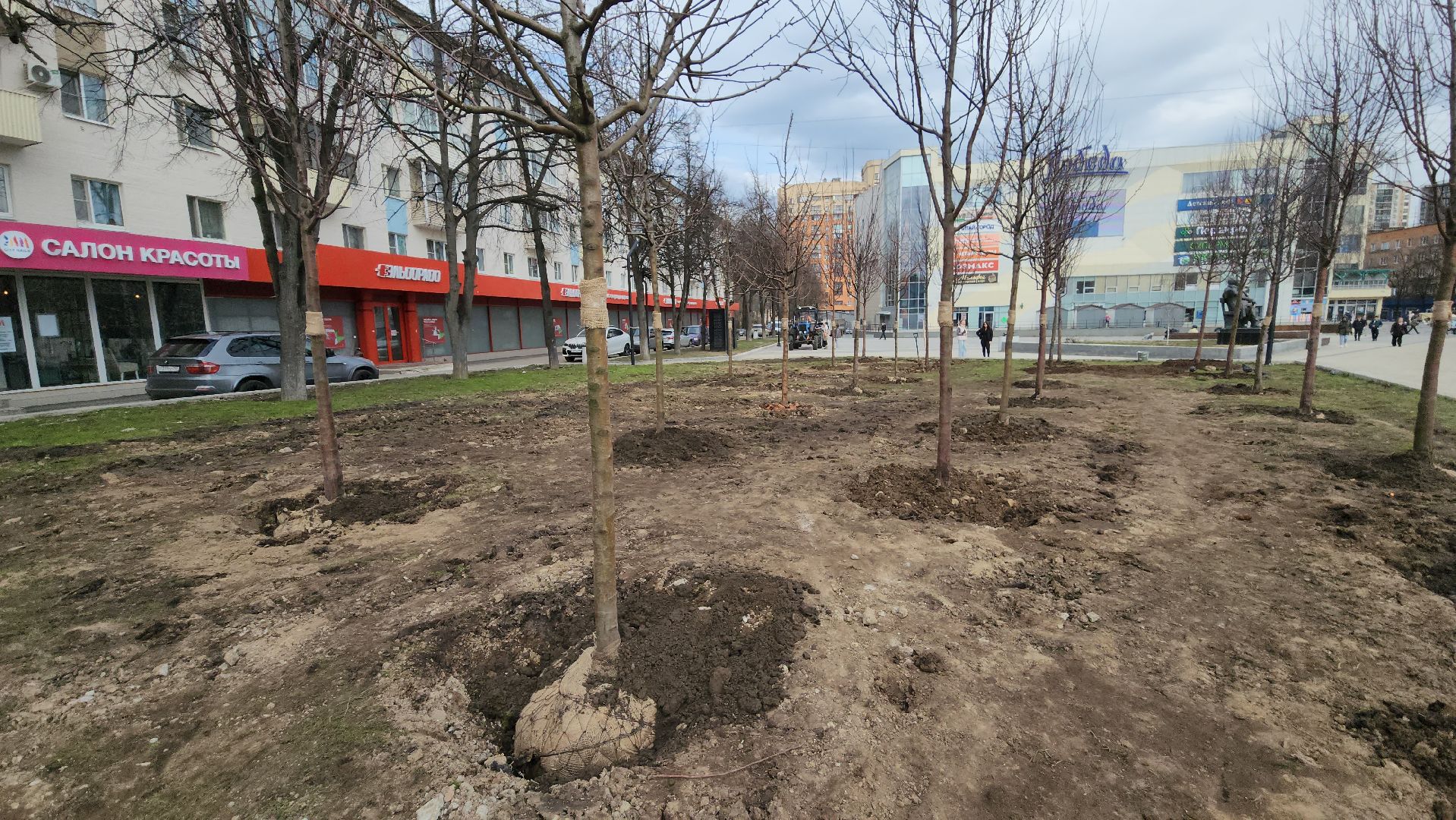 пушкино, высадка деревьев, 80 - летие победы,яблоневый сад, яблони, благоустройство, вертикалки, коммунальное предприятие,сад победы,