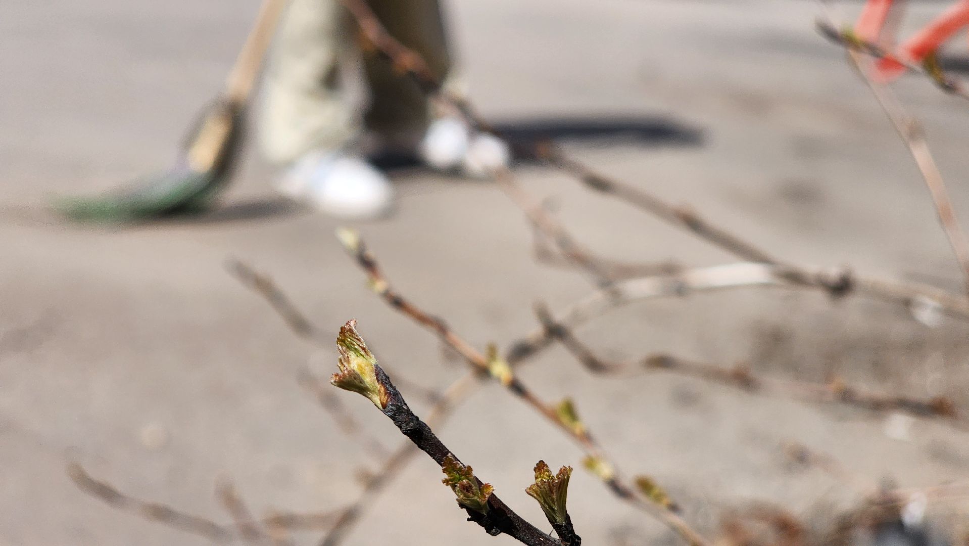 месячник благоустройства, протвино, уборка,
