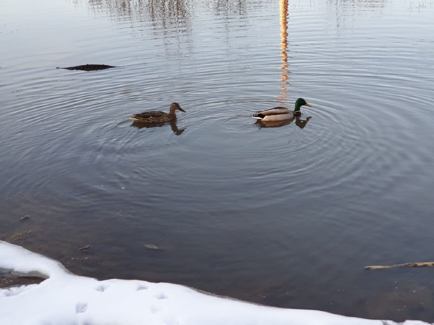 городской округ восход, утки, водоём,