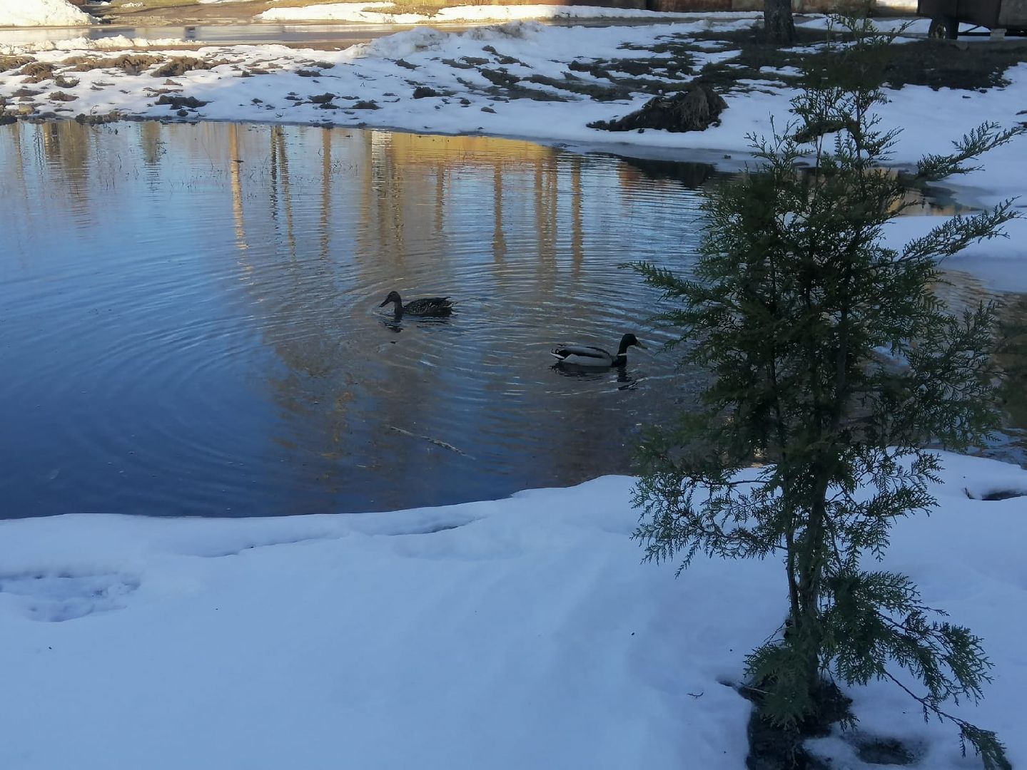 городской округ восход, утки, водоём,