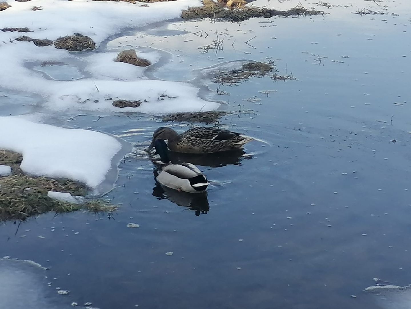 городской округ восход, утки, водоём,