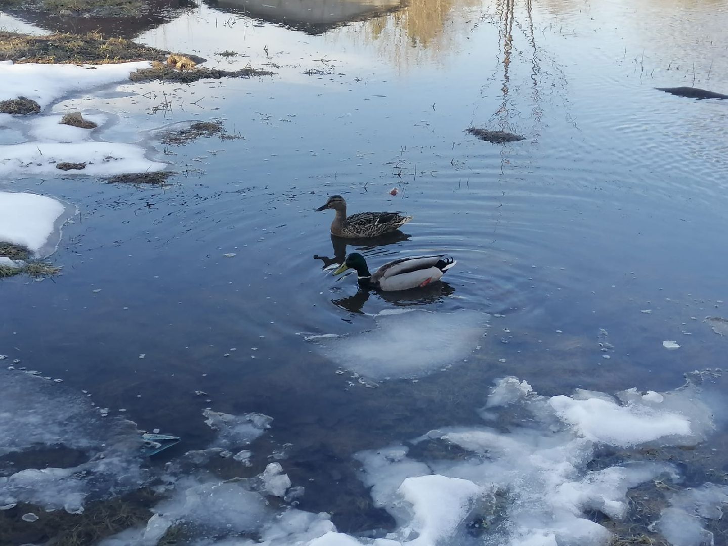 городской округ восход, утки, водоём,