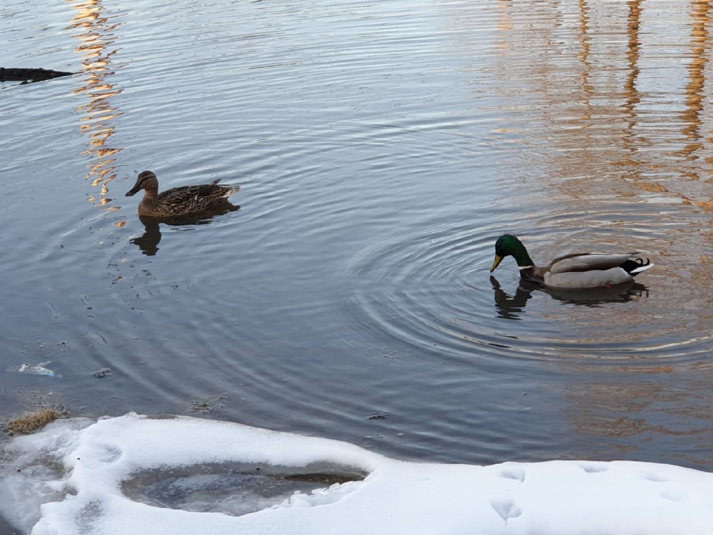 городской округ восход, утки, водоём,