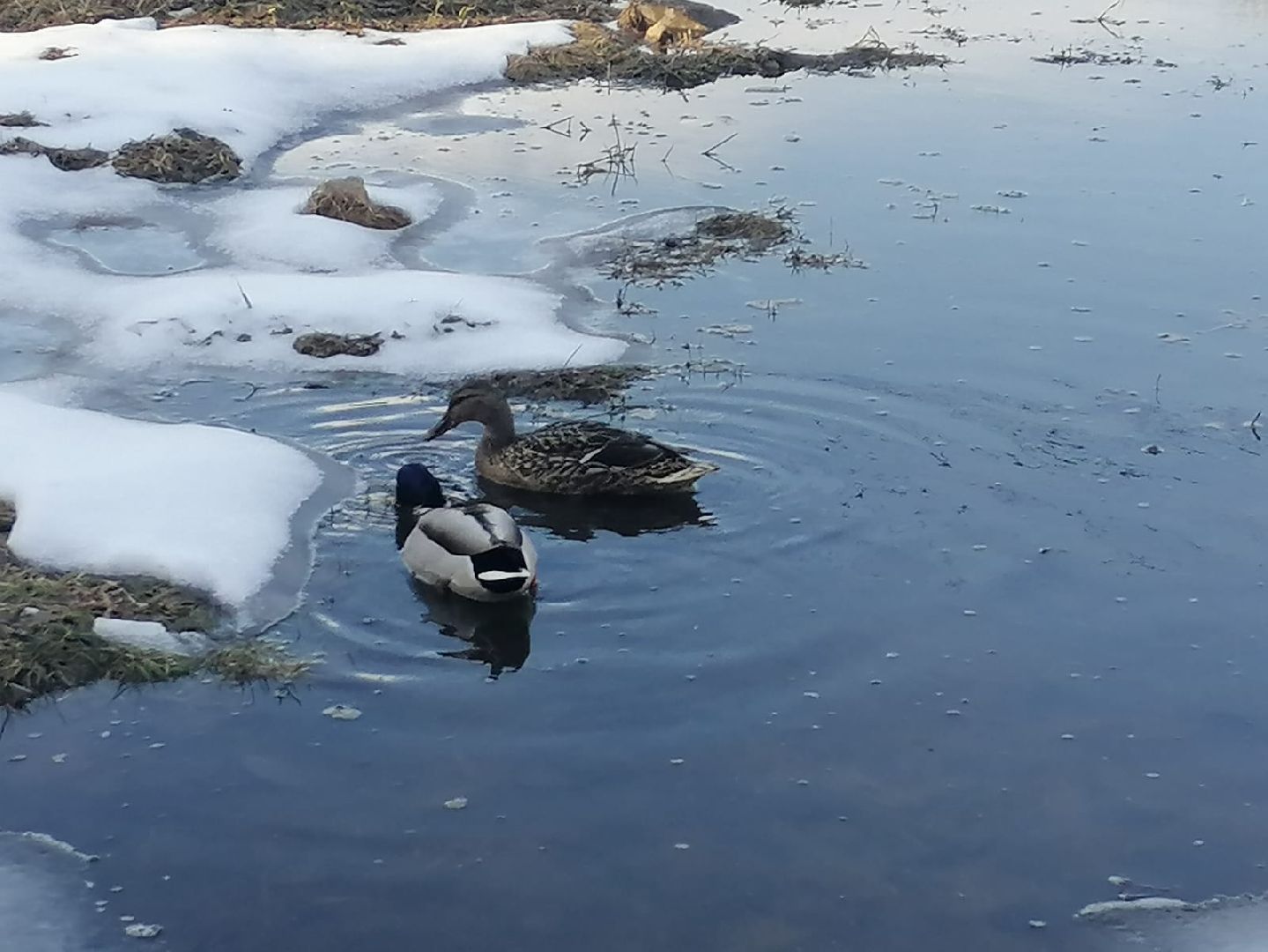городской округ восход, утки, водоём,