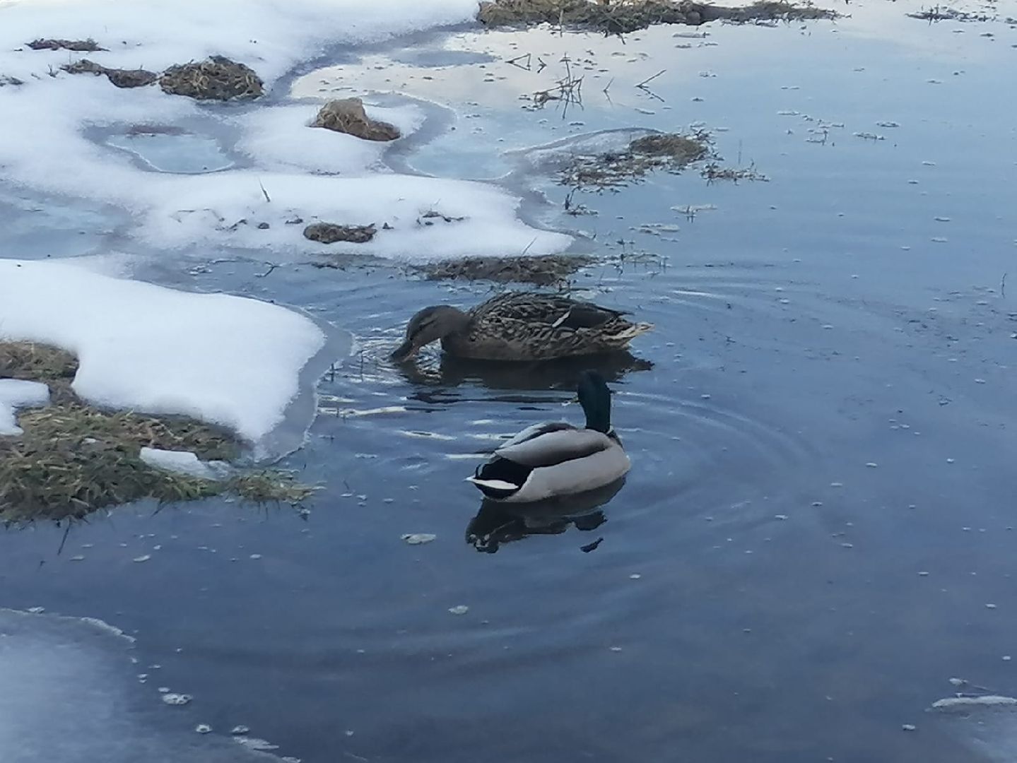 городской округ восход, утки, водоём,