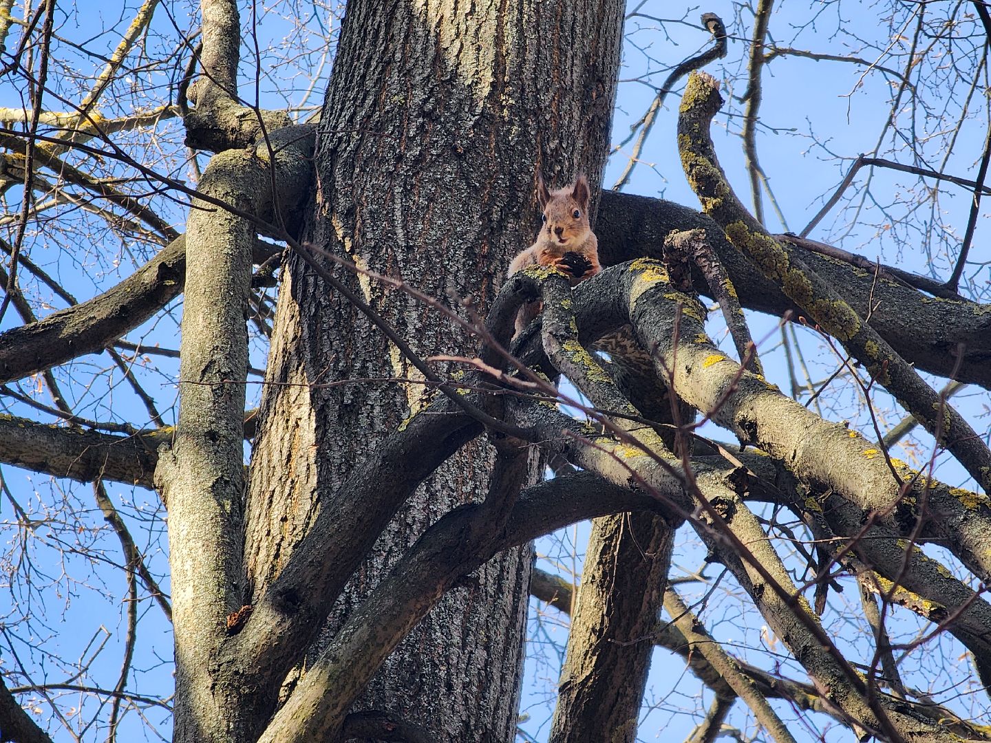 подольск, музей подолье, белки,