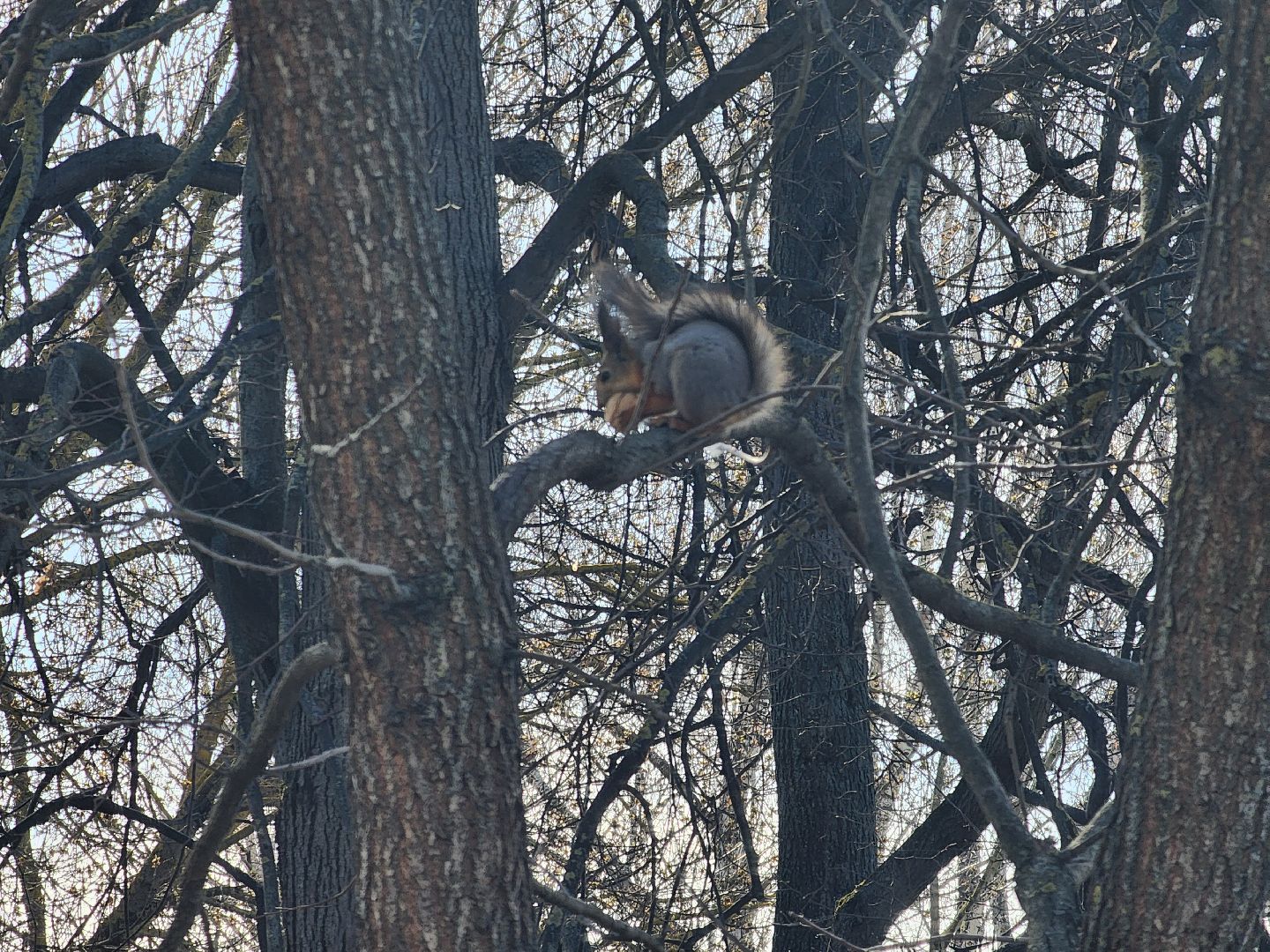 подольск, музей подолье, белки,