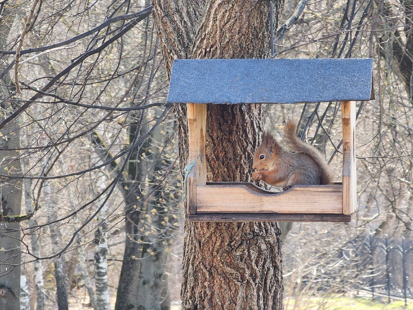 подольск, музей подолье, белки,