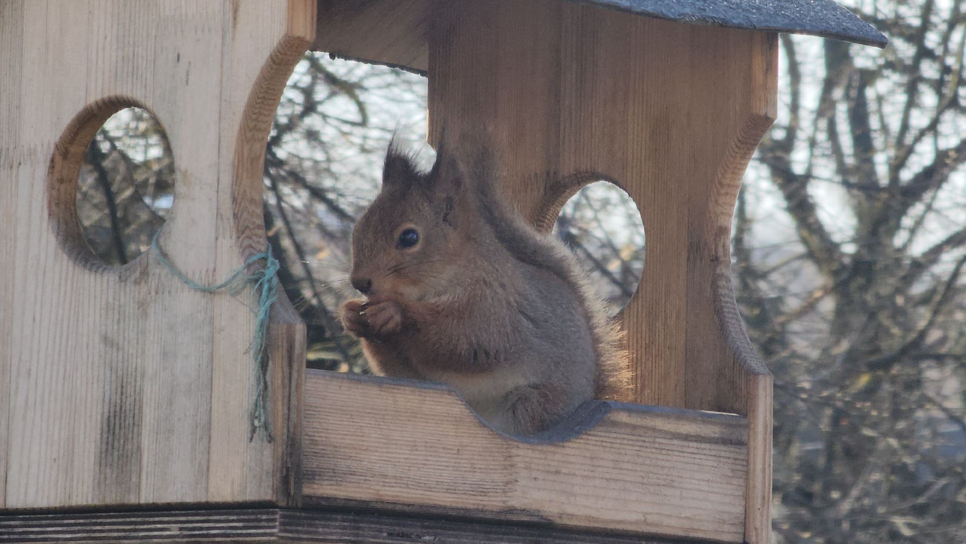 подольск, музей подолье, белки,