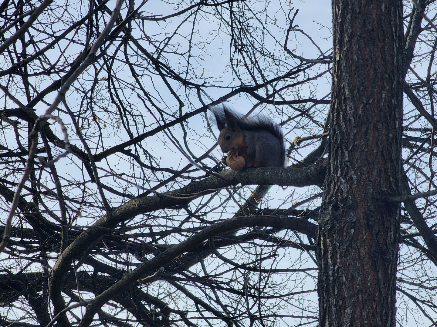 подольск, музей подолье, белки,