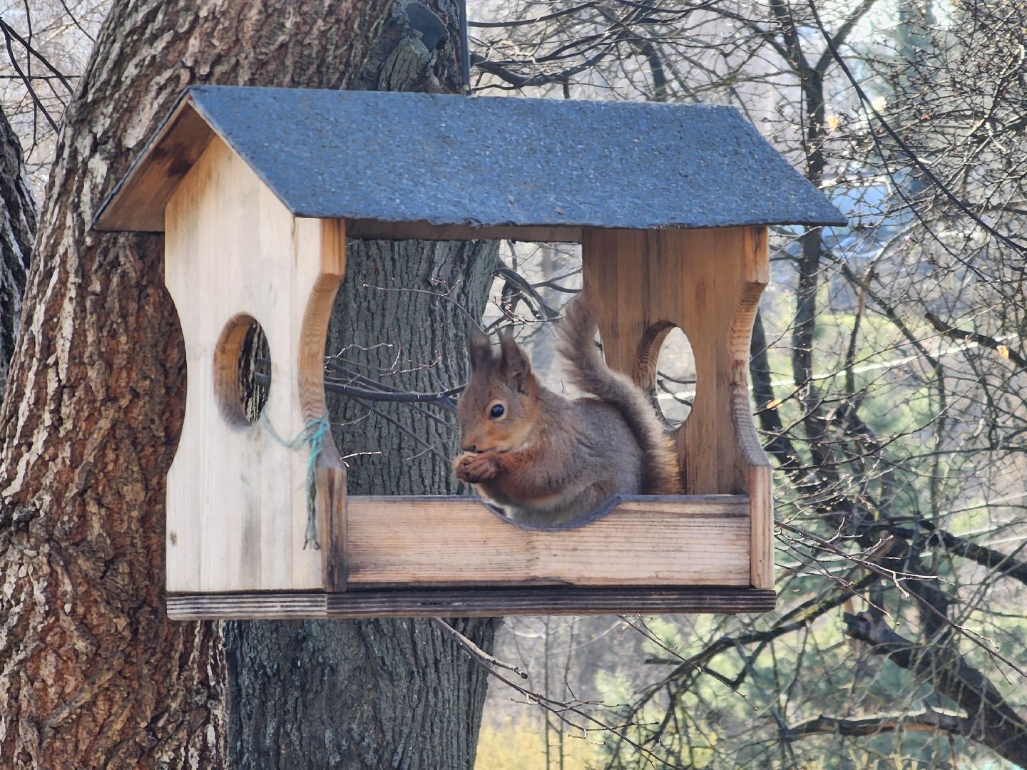 подольск, музей подолье, белки,