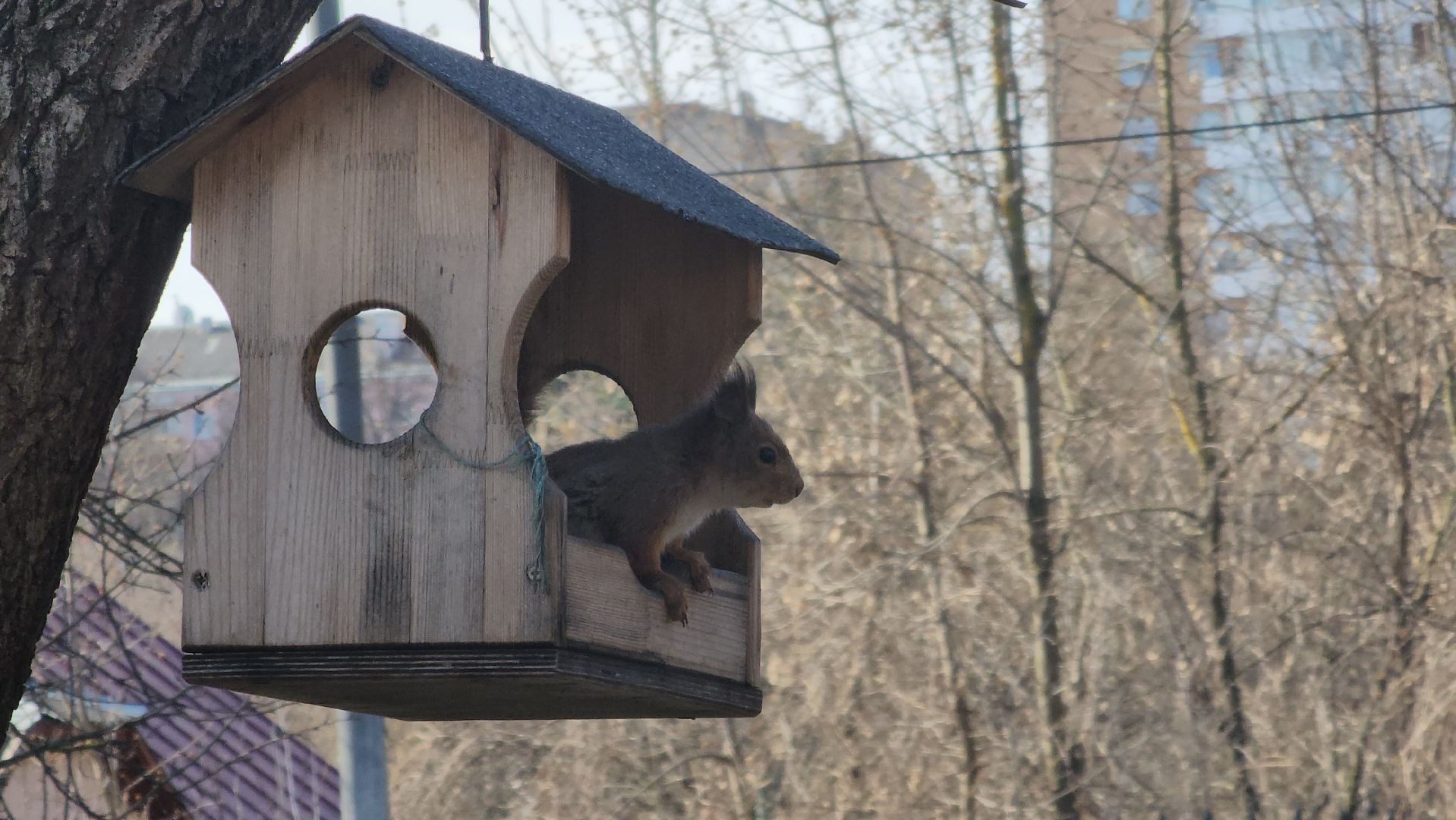 подольск, музей подолье, белки,