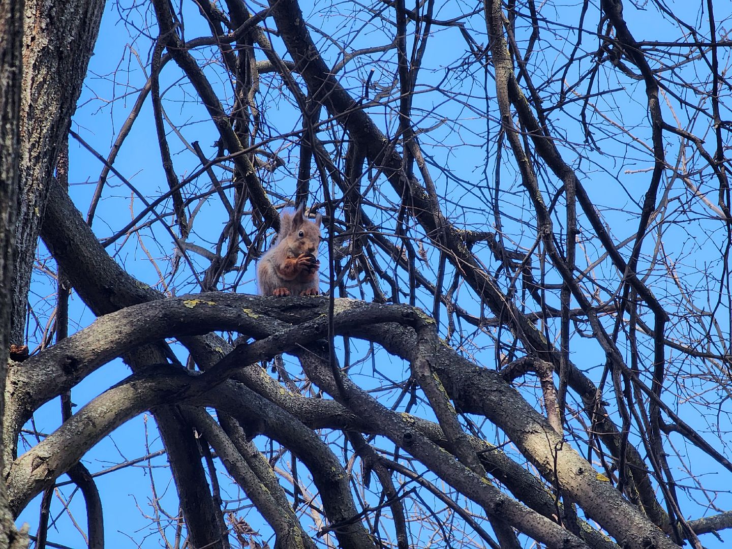 подольск, музей подолье, белки,