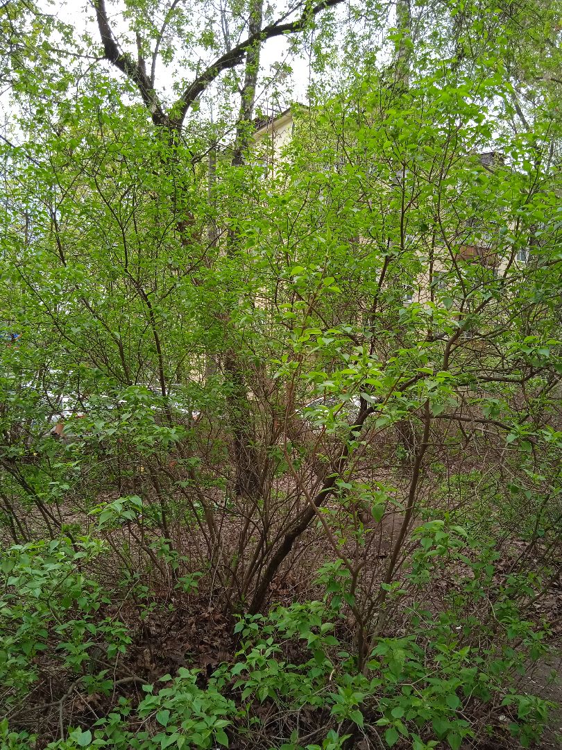 отключение, отопление, отопительный, сезон, завершение