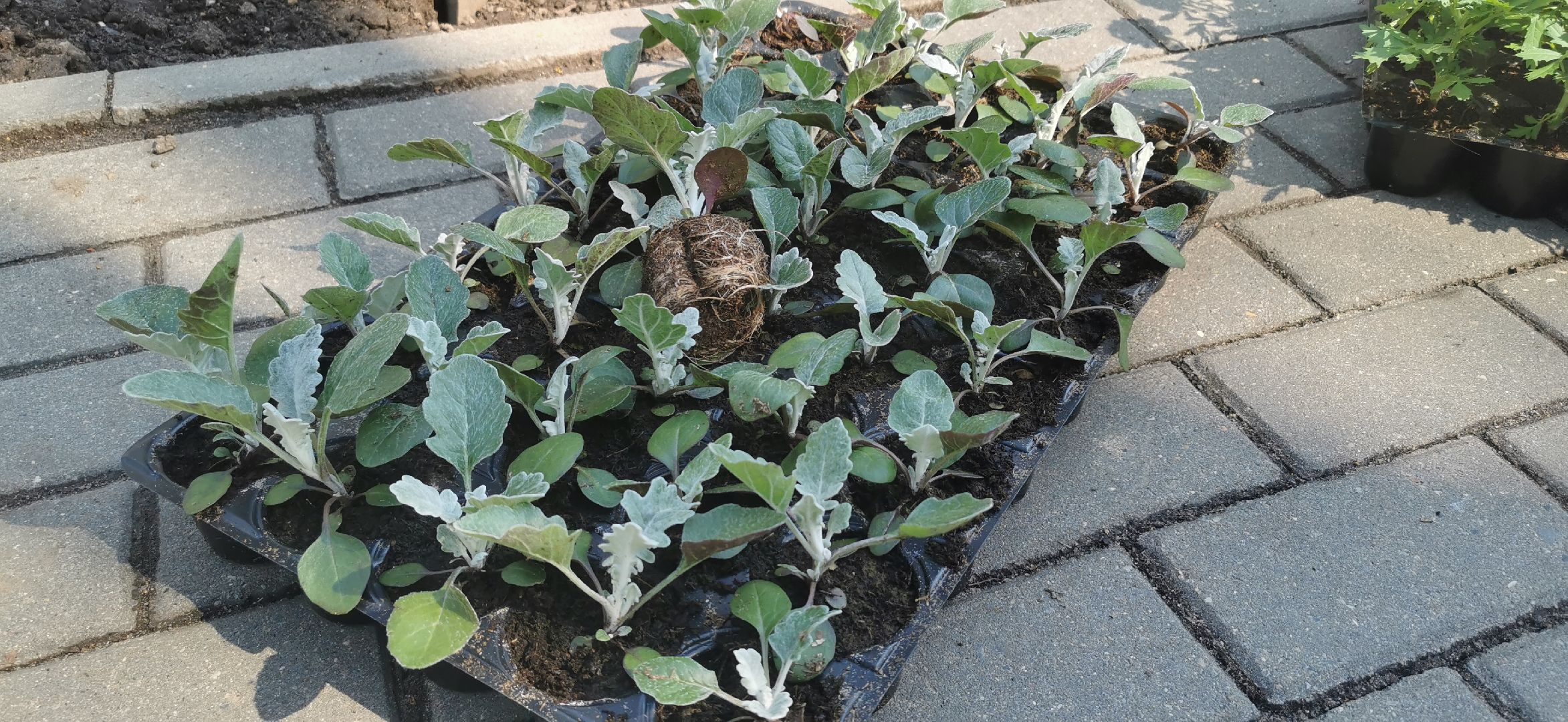 благоустройство, озеленение,