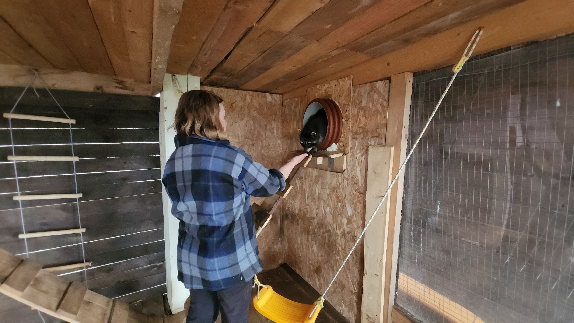 руза, рузская аляска, хаски-деревня, енот, туризм,