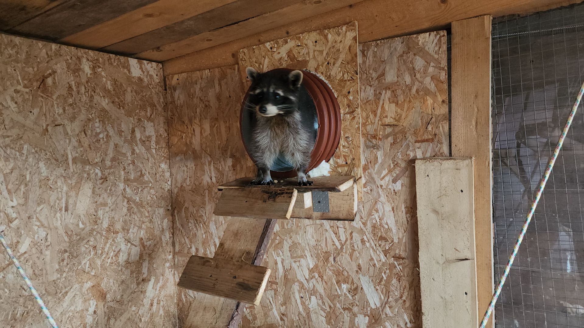 руза, рузская аляска, хаски-деревня, енот, туризм,