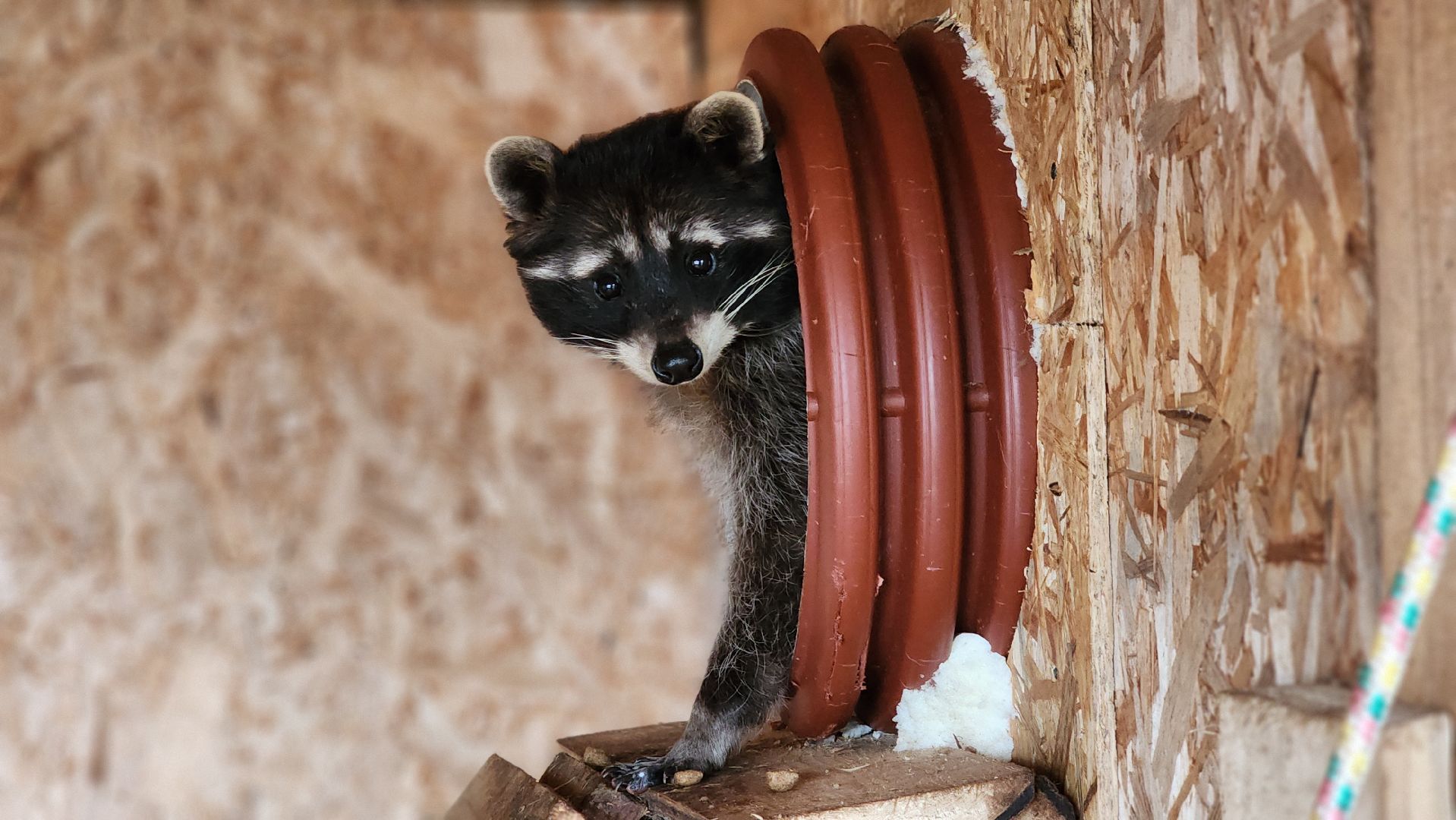 руза, рузская аляска, хаски-деревня, енот, туризм,