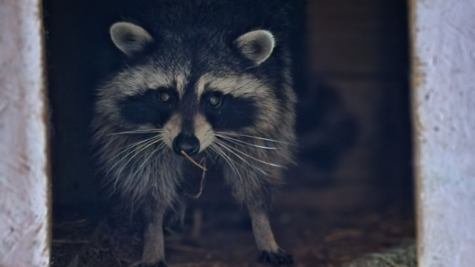 руза, рузская аляска, хаски-деревня, енот, туризм,