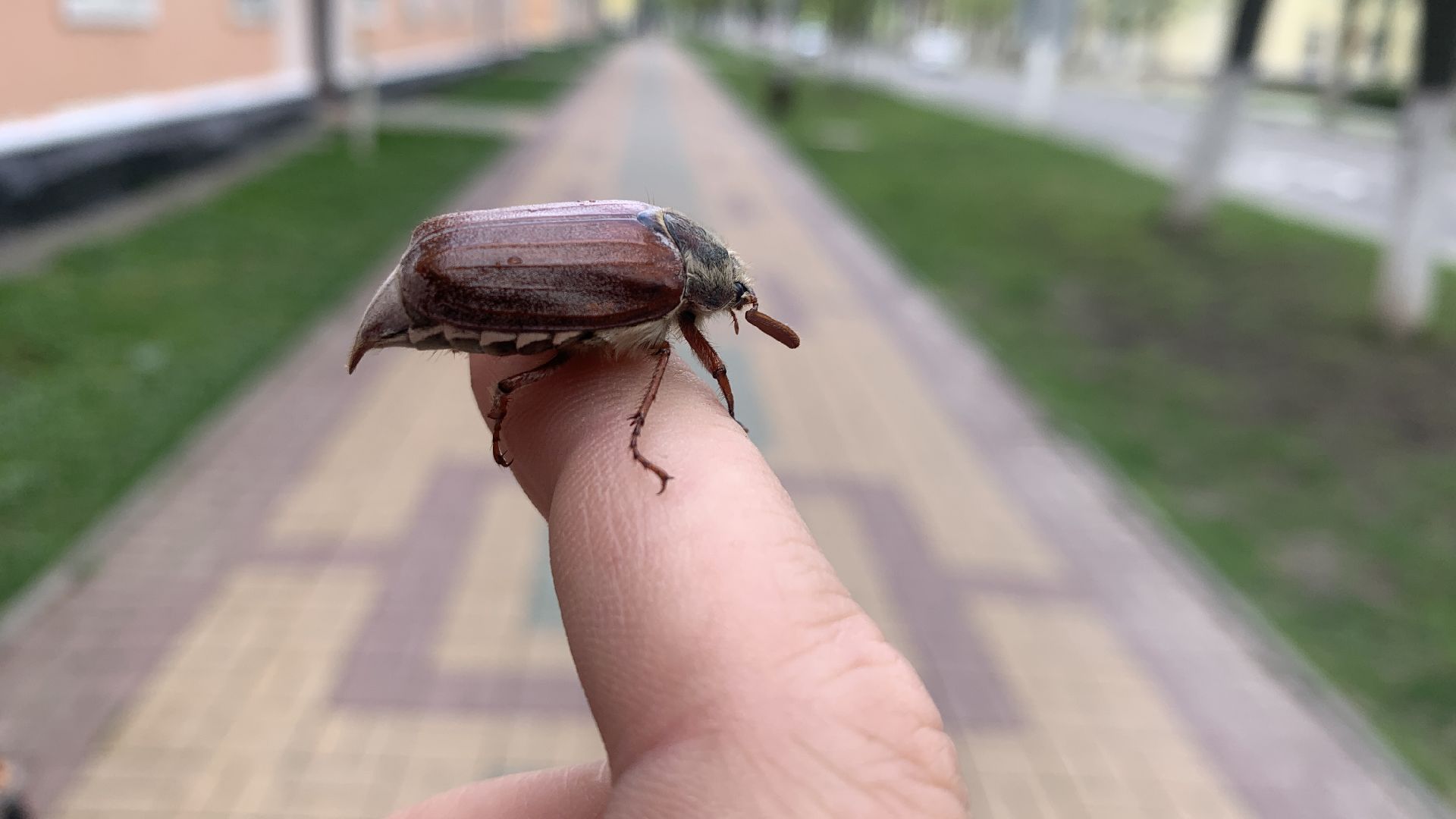 Ступино, майский жук, хрущ