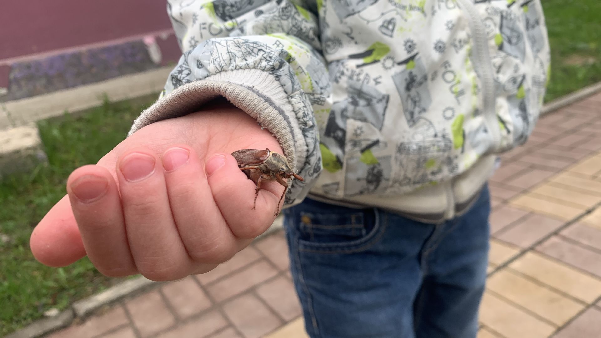 Ступино, майский жук, хрущ